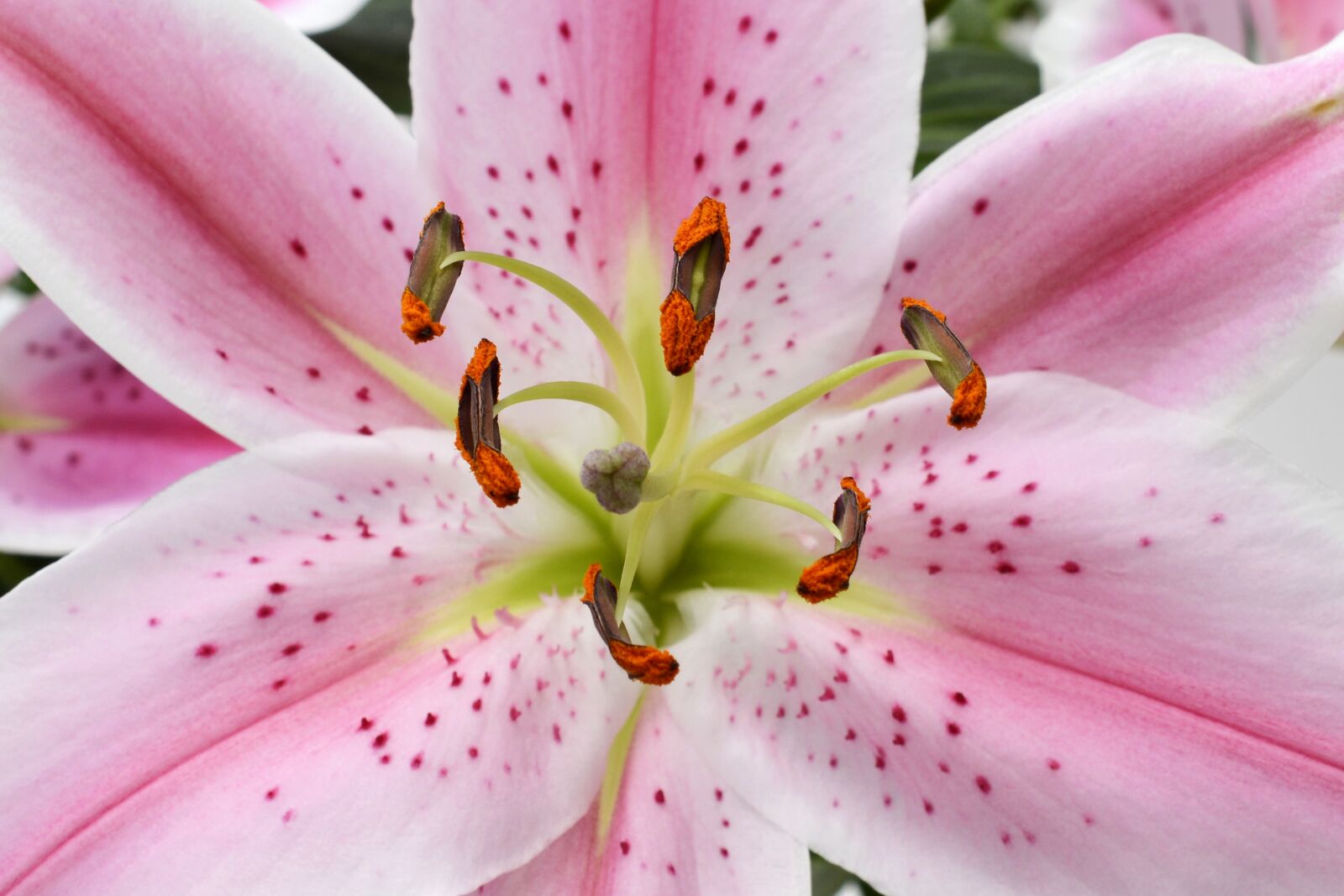 Nikon D7100 sample photo. Lily, blossom, bloom photography