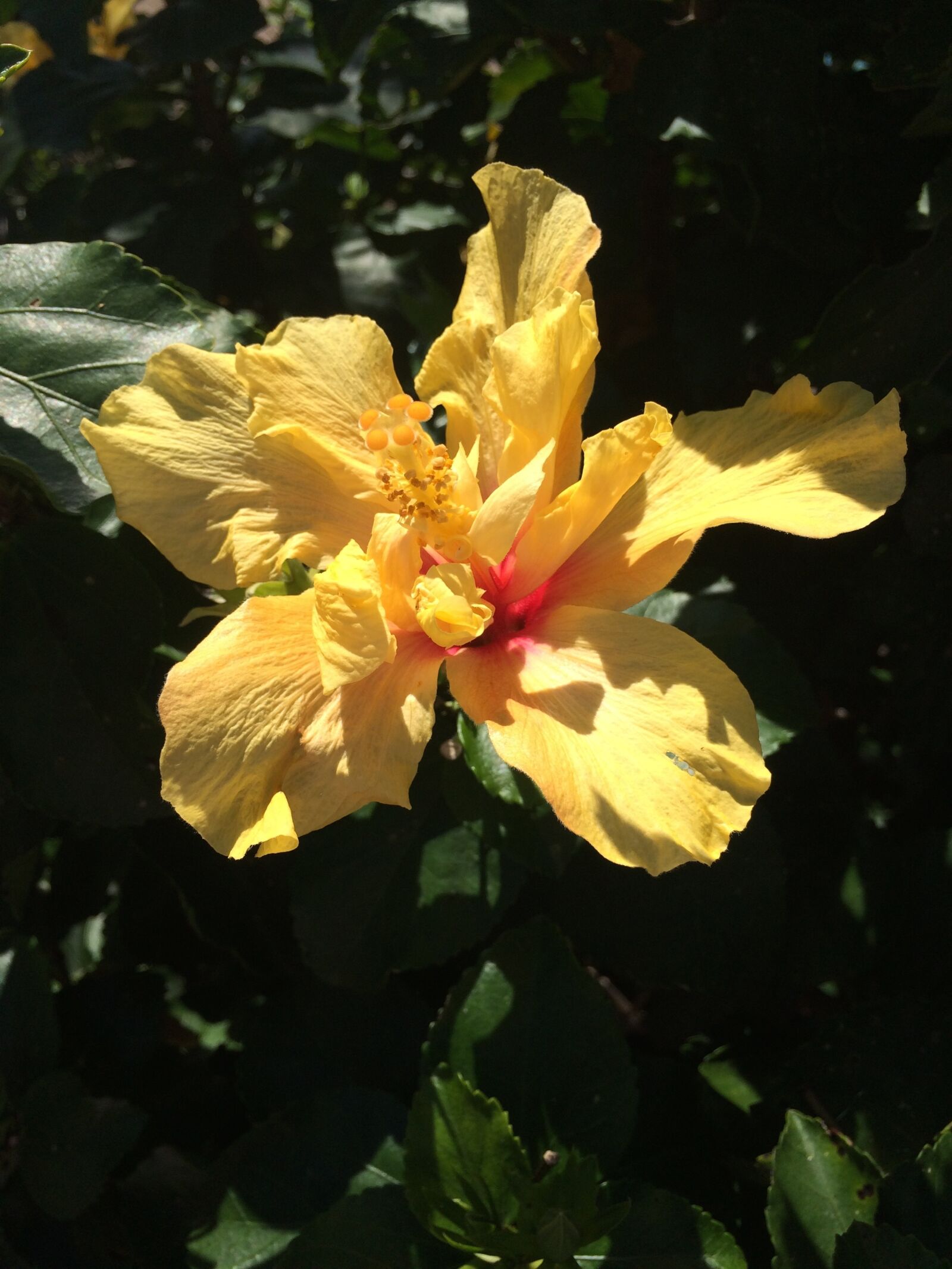 iPhone 5s back camera 4.15mm f/2.2 sample photo. Flower, flora, nature photography