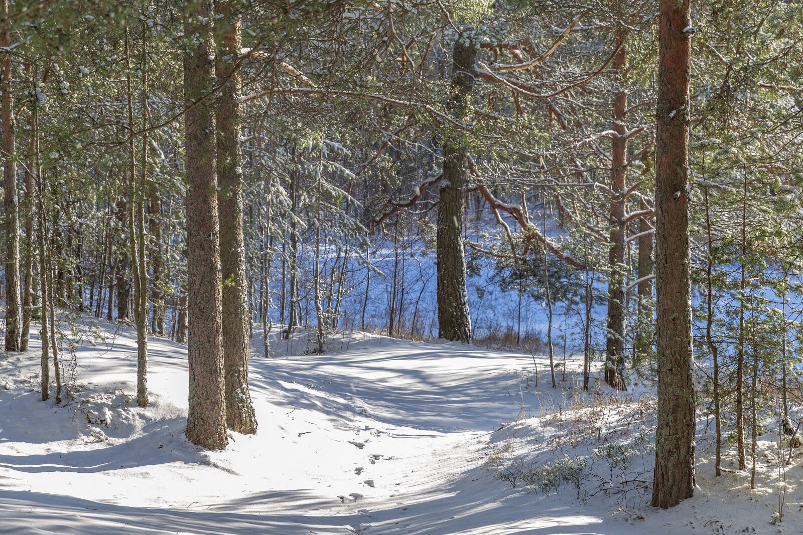 Canon EF 24-70mm F2.8L II USM sample photo. Winter, sestroretsk, february photography