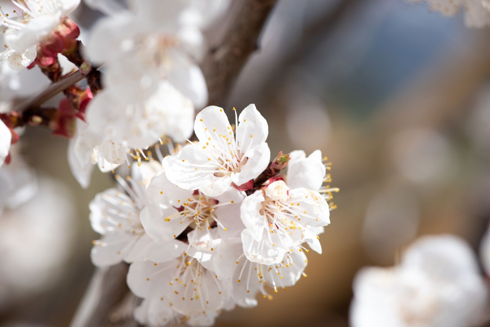 Nikon D750 sample photo. Flowers, white, spring photography