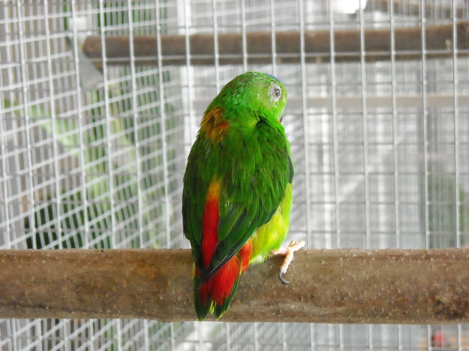 Nikon Coolpix L18 sample photo. Parakeet, small parrot, bird photography