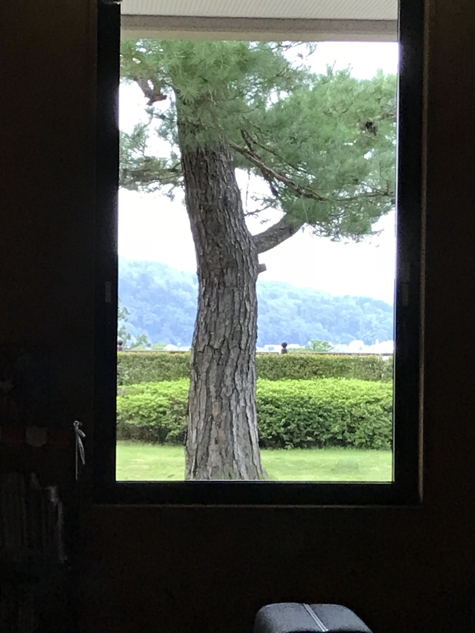 iPhone 7 back camera 3.99mm f/1.8 sample photo. Tree, landscape, meditation photography
