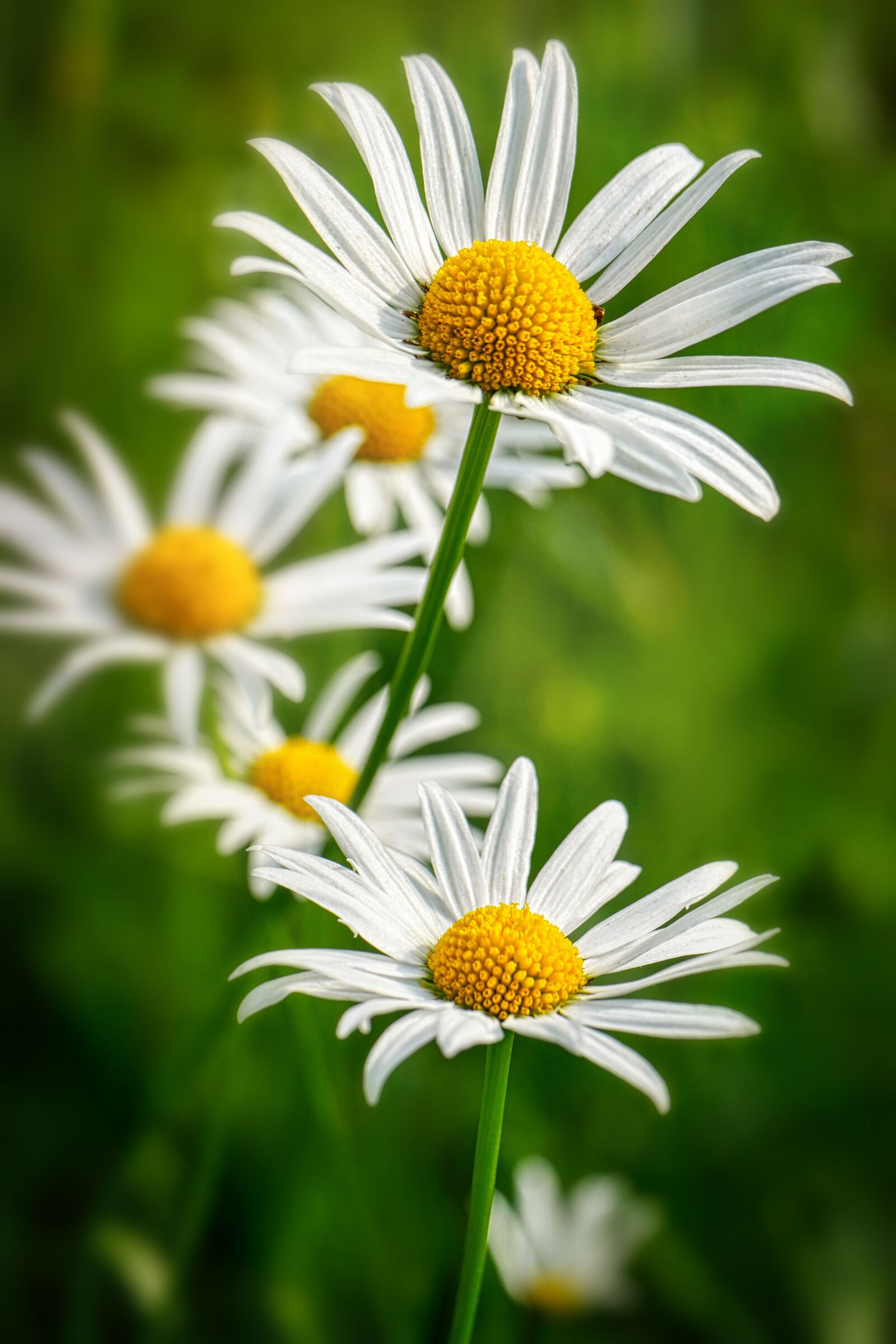 Panasonic Lumix DMC-GX8 sample photo. Margarita, flower, petals photography