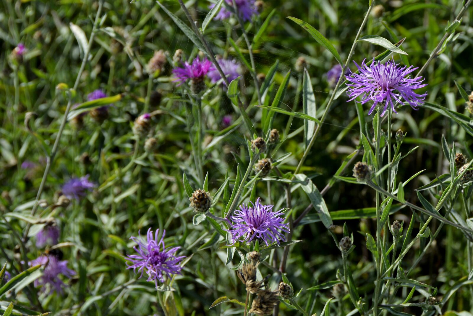 Nikon D7100 sample photo. Meadow knapweed, flower, plant photography