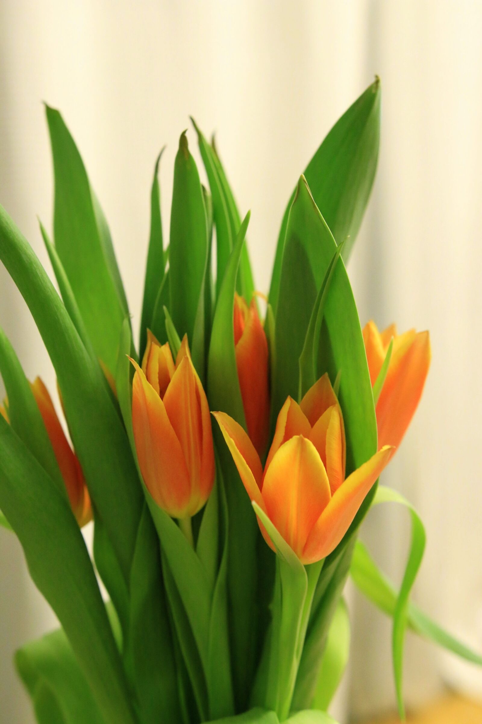 Canon EOS 70D sample photo. Nature, tulip, plant photography
