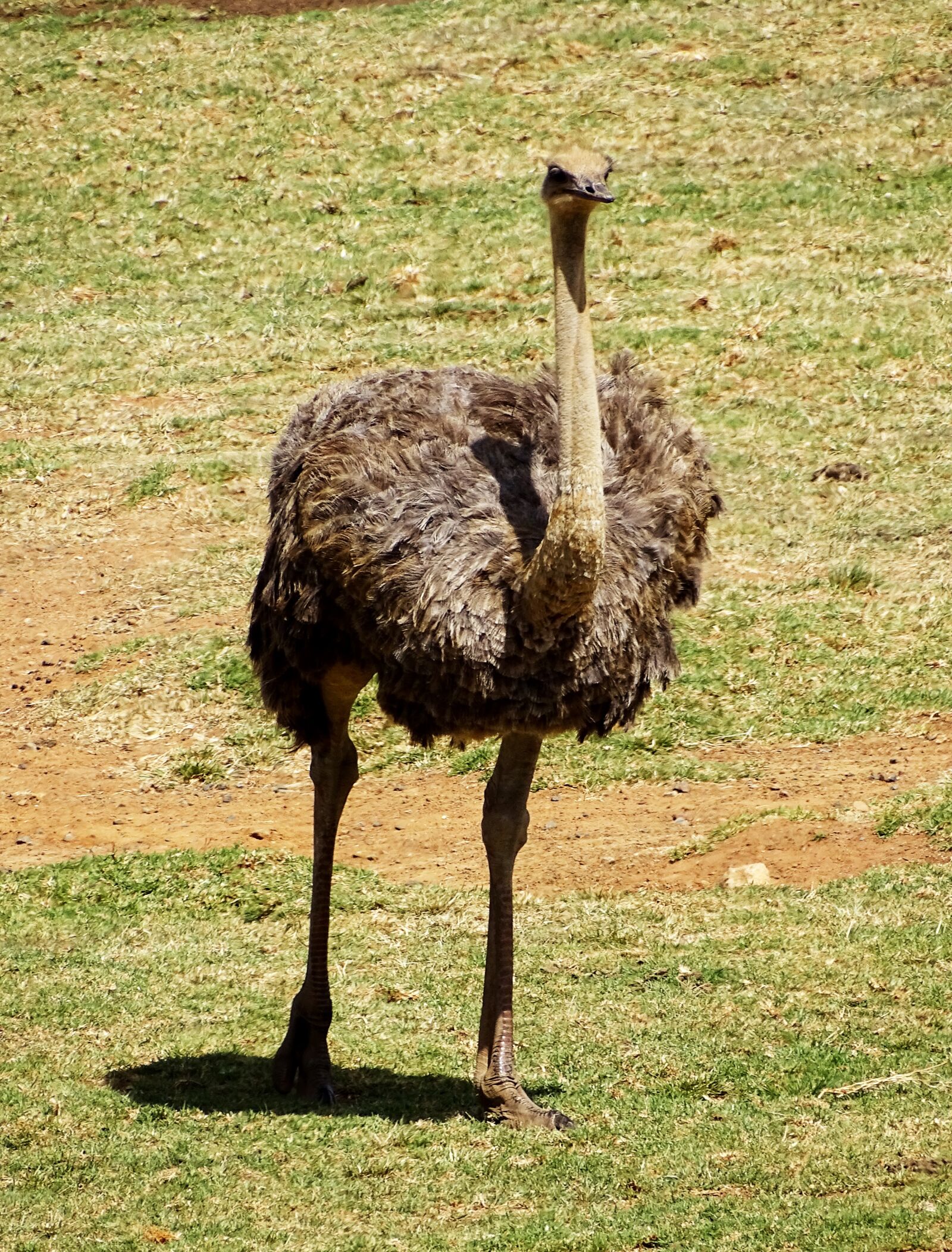 Sony Cyber-shot DSC-HX400V sample photo. Bird, stauss, flightless bird photography