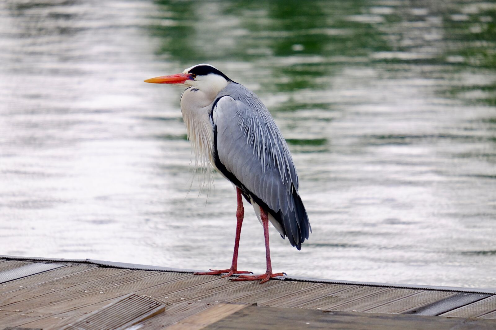 Fujifilm XF 55-200mm F3.5-4.8 R LM OIS sample photo. Gray heron, bird, waterfowl photography