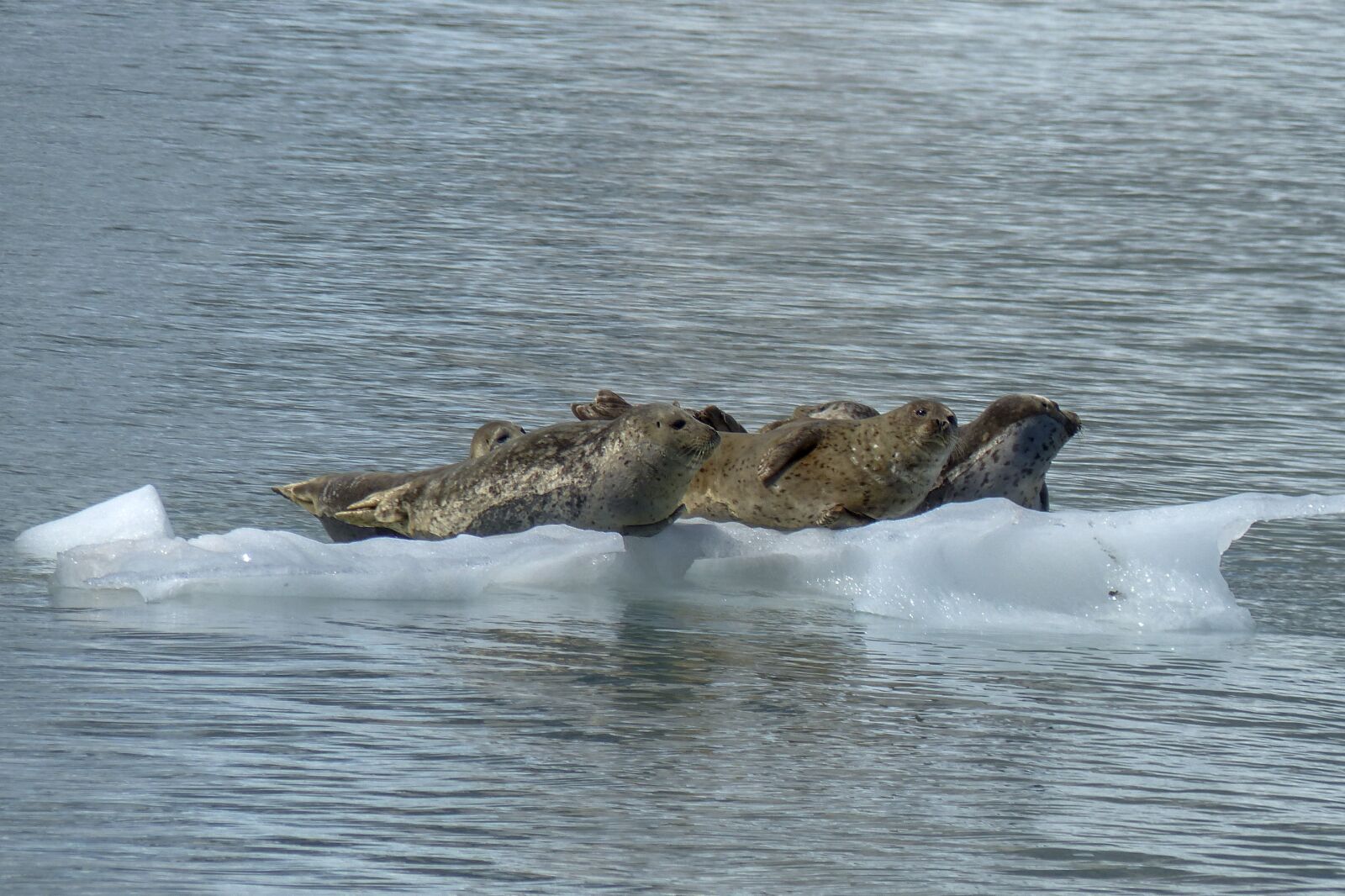 Panasonic Lumix DMC-FZ200 sample photo. Seals, animal, maritime photography