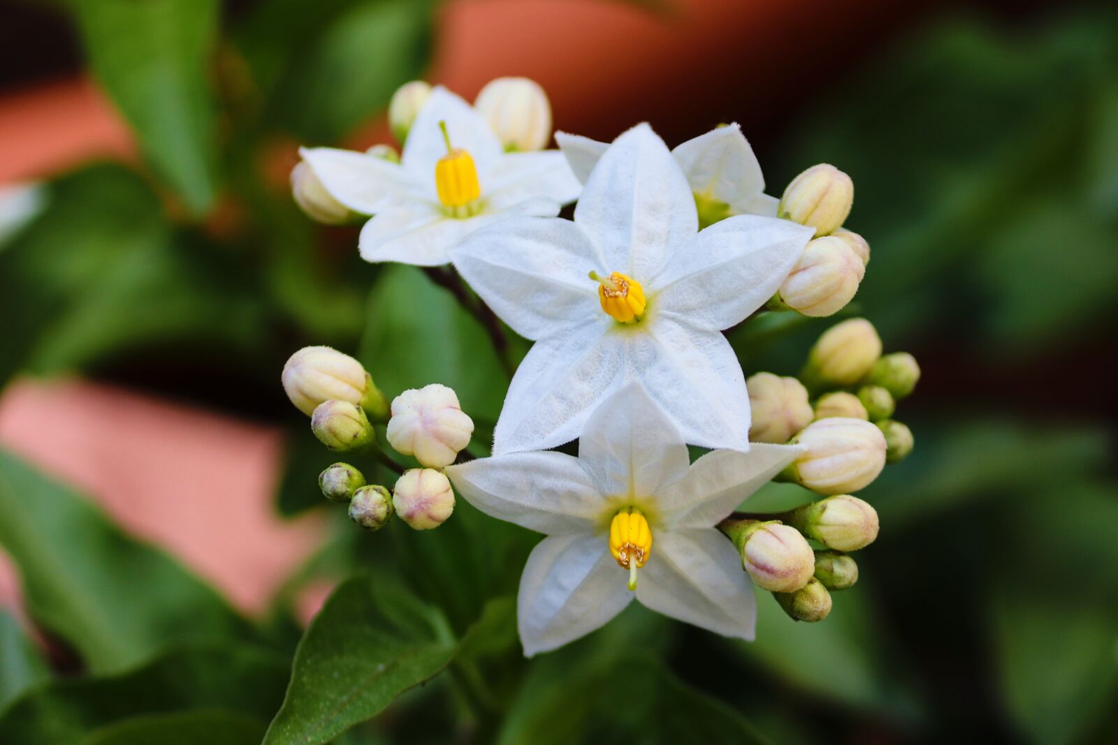 Canon EOS 200D (EOS Rebel SL2 / EOS Kiss X9) sample photo. Jasminum, jasmin, nature photography