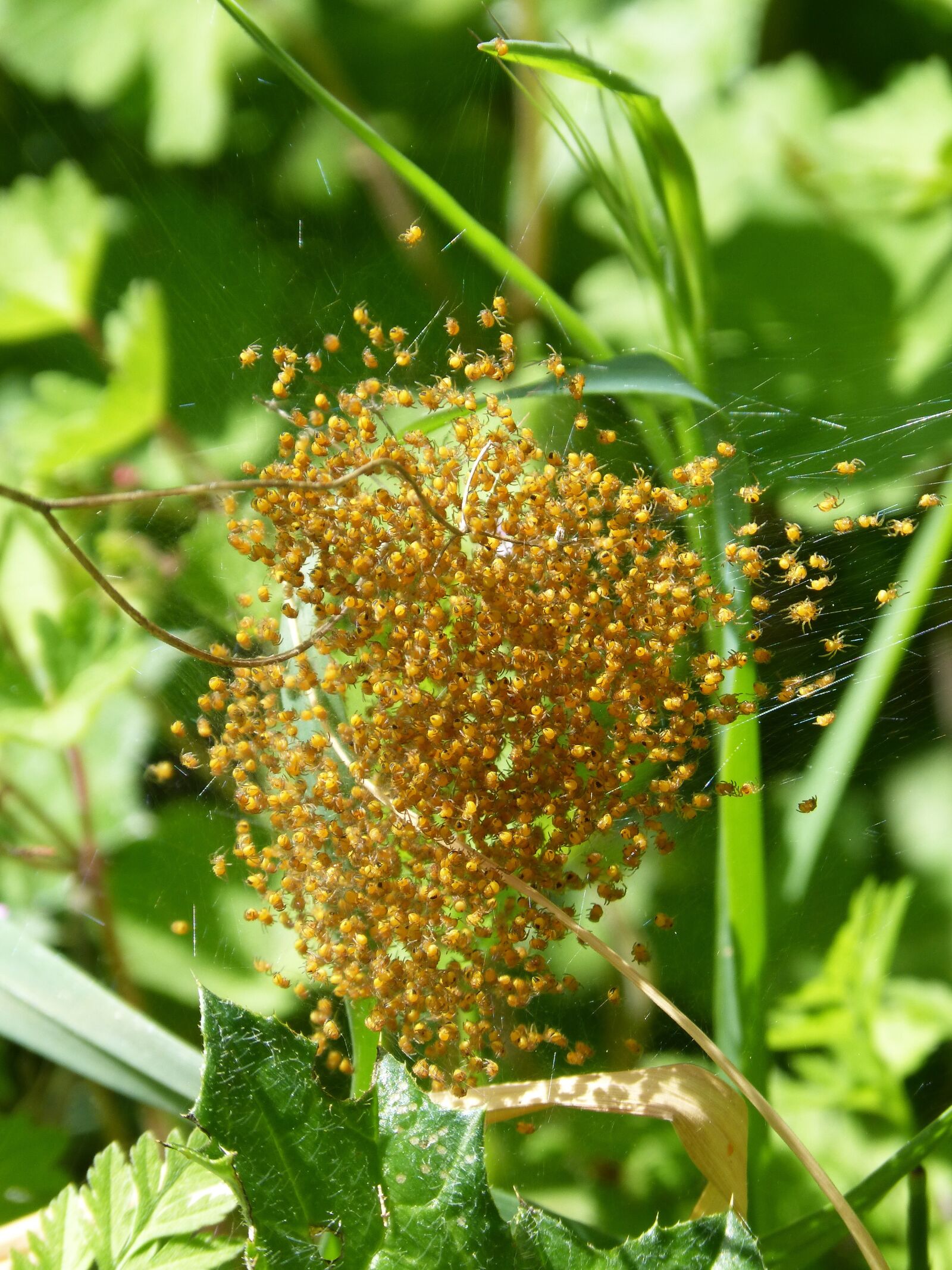 Panasonic DMC-FZ62 sample photo. Nest of spiders, spiders photography
