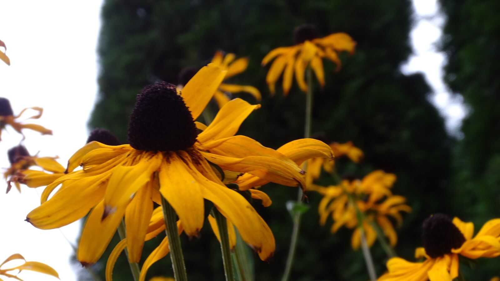 Sony Cyber-shot DSC-HX400V sample photo. Coneflower, flowers, bloom photography