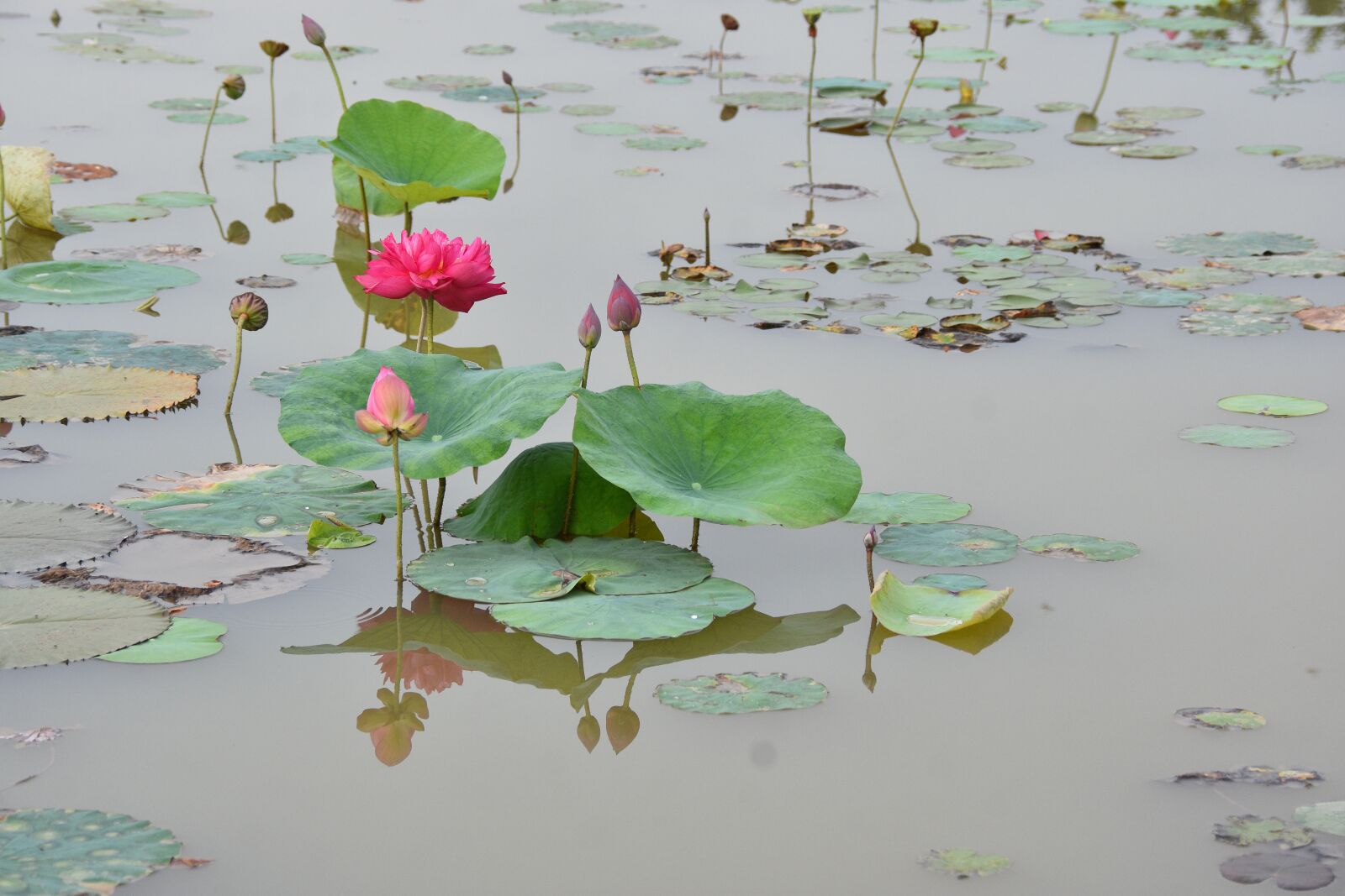 Nikon D7200 sample photo. Lotus flowers, red, dress photography