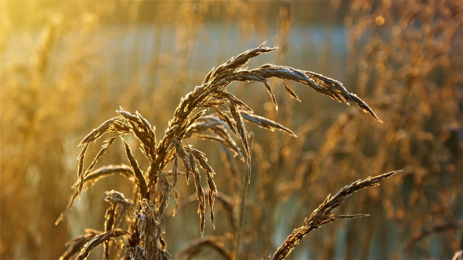 Sony Alpha DSLR-A350 sample photo. Reed, frozen, sunrise photography