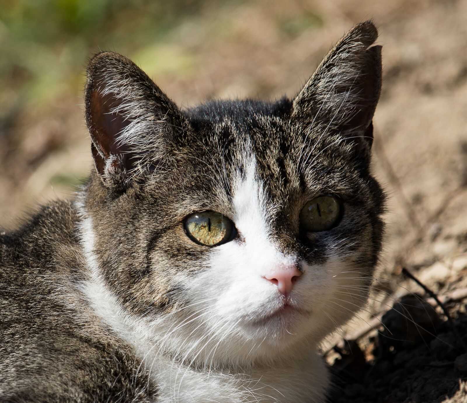 Canon EF-S 55-250mm F4-5.6 IS STM sample photo. Cat, domestic cat, animal photography