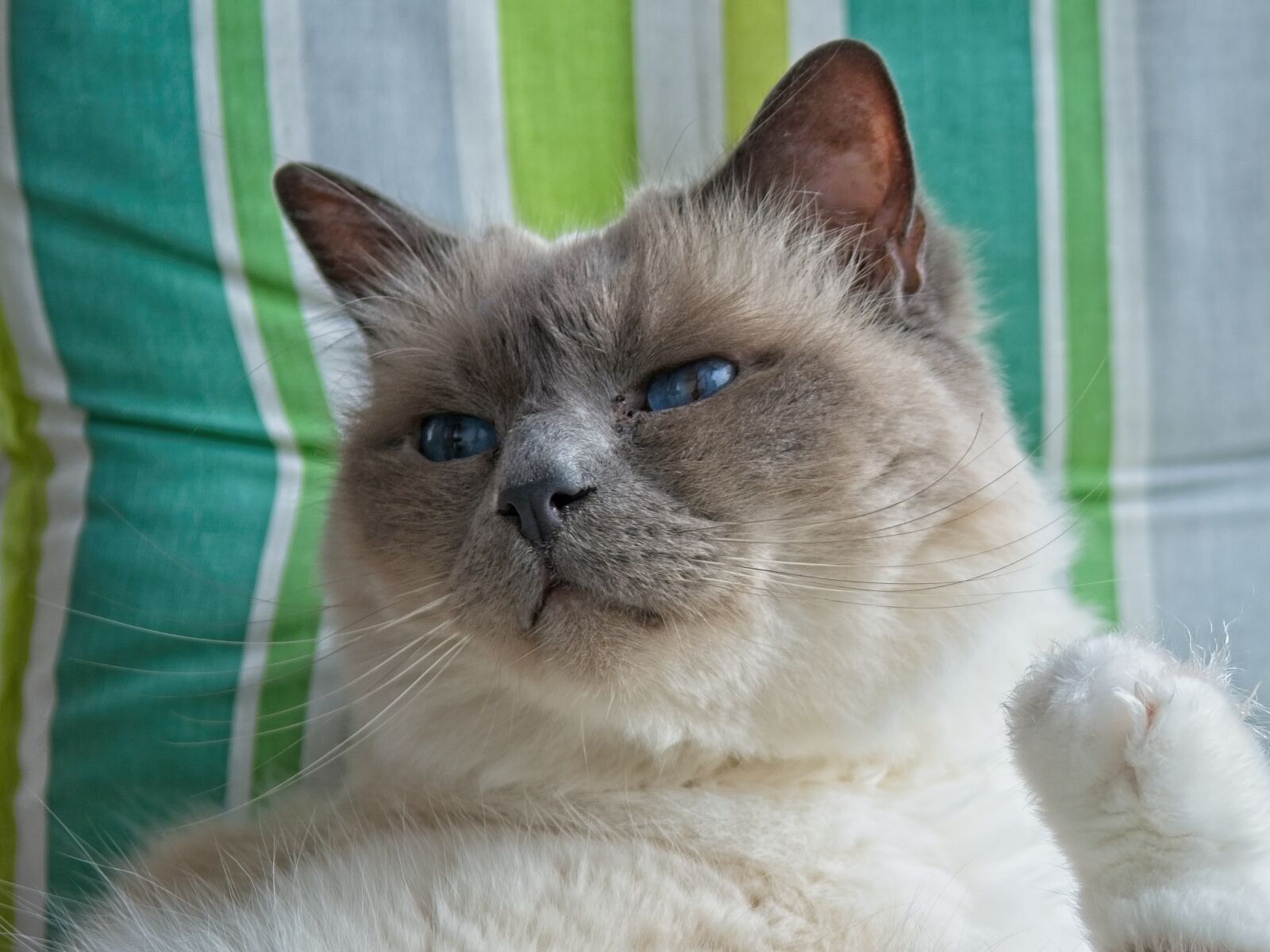 Nikon D7100 sample photo. Cat, portrait, face photography