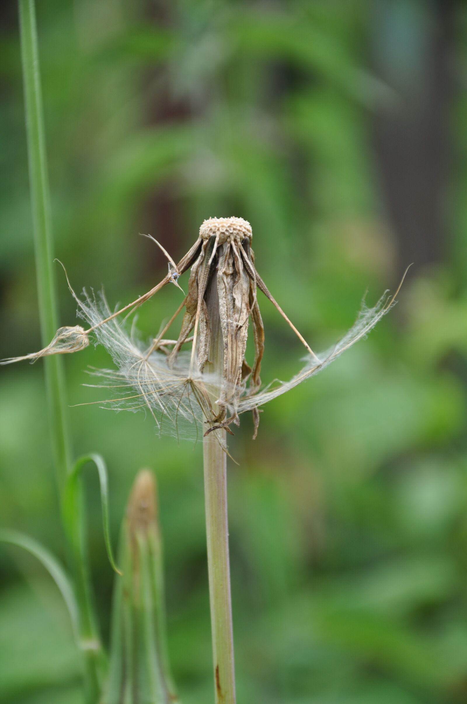 Nikon D90 sample photo. Dandelion, taraxacum officinale, meadow photography