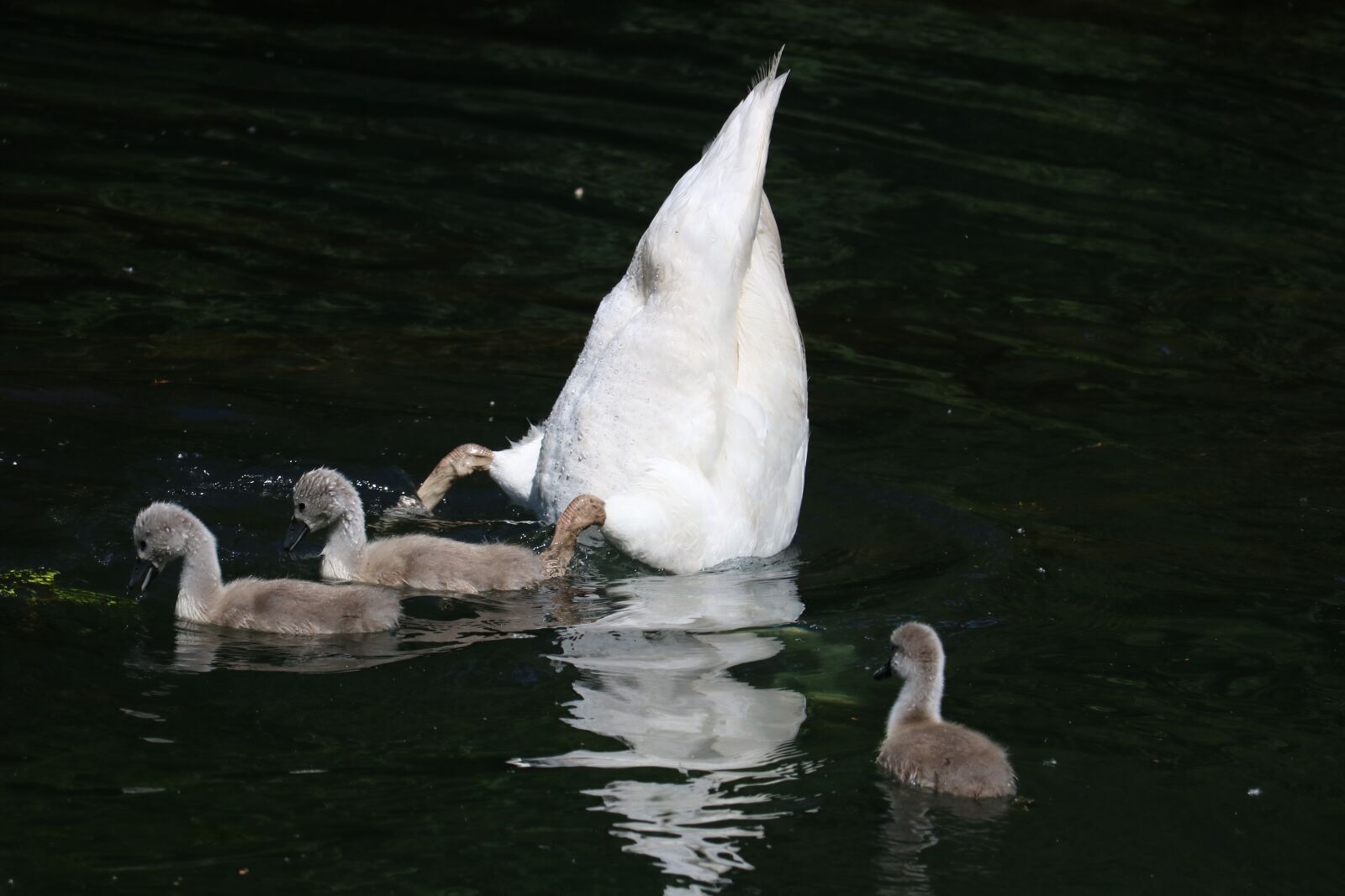 Canon EOS 750D (EOS Rebel T6i / EOS Kiss X8i) + Canon EF-S 55-250mm F4-5.6 IS STM sample photo. Swan, baby swan, animals photography