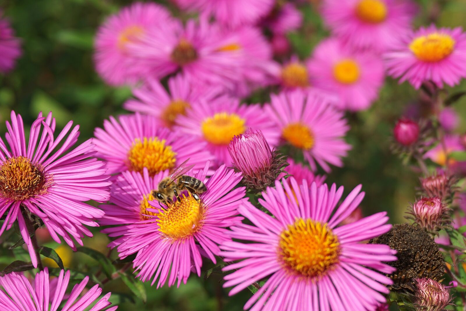 Sony a6000 sample photo. Flowers, bee, insect photography