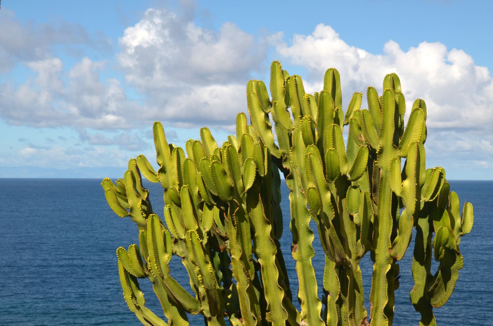 Nikon D5100 sample photo. Sea, cactus, prickly photography