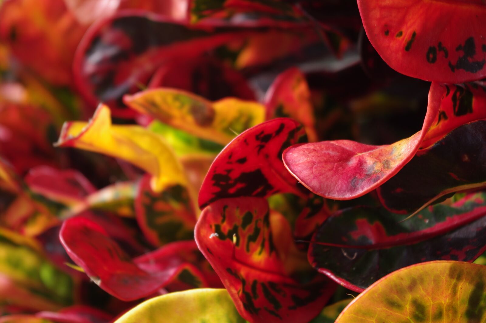 Pentax K-r sample photo. Nature, plants, macro photography