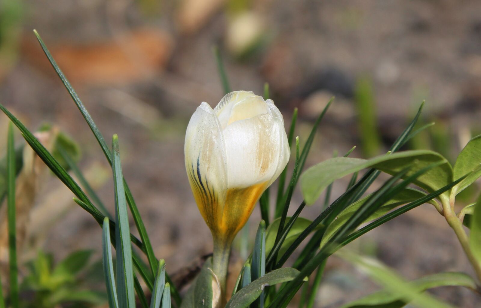 Canon EOS 1200D (EOS Rebel T5 / EOS Kiss X70 / EOS Hi) sample photo. Krokus, spring flowers, nature photography