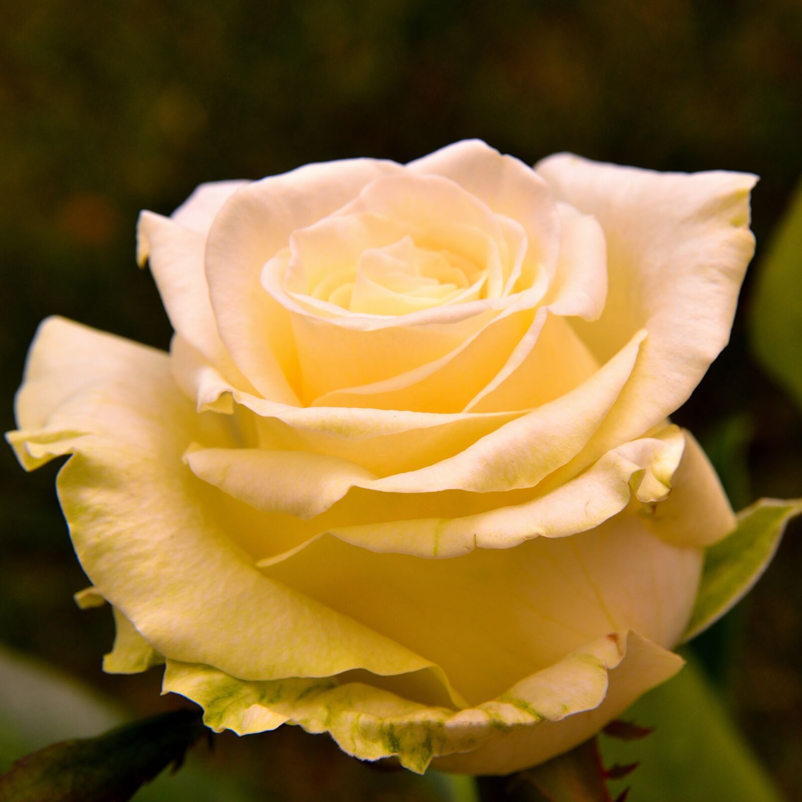 Nikon D5500 sample photo. Rose, blossom, bloom photography