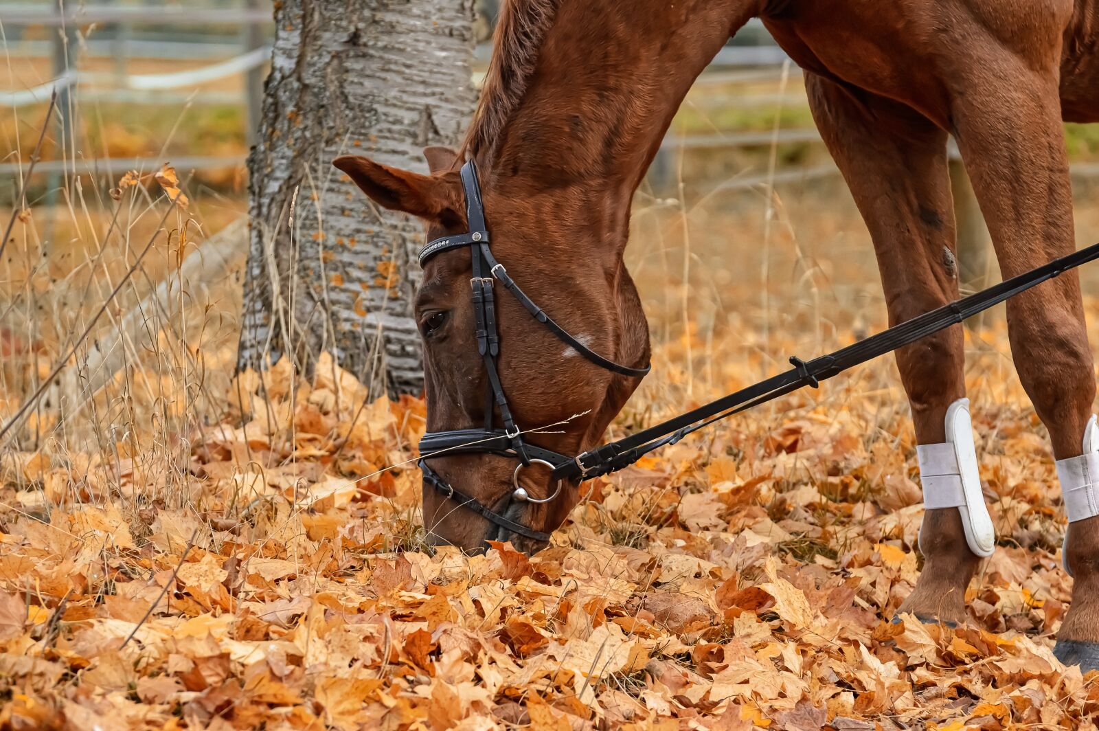 Nikon D3200 sample photo. Horse, animal, ride photography