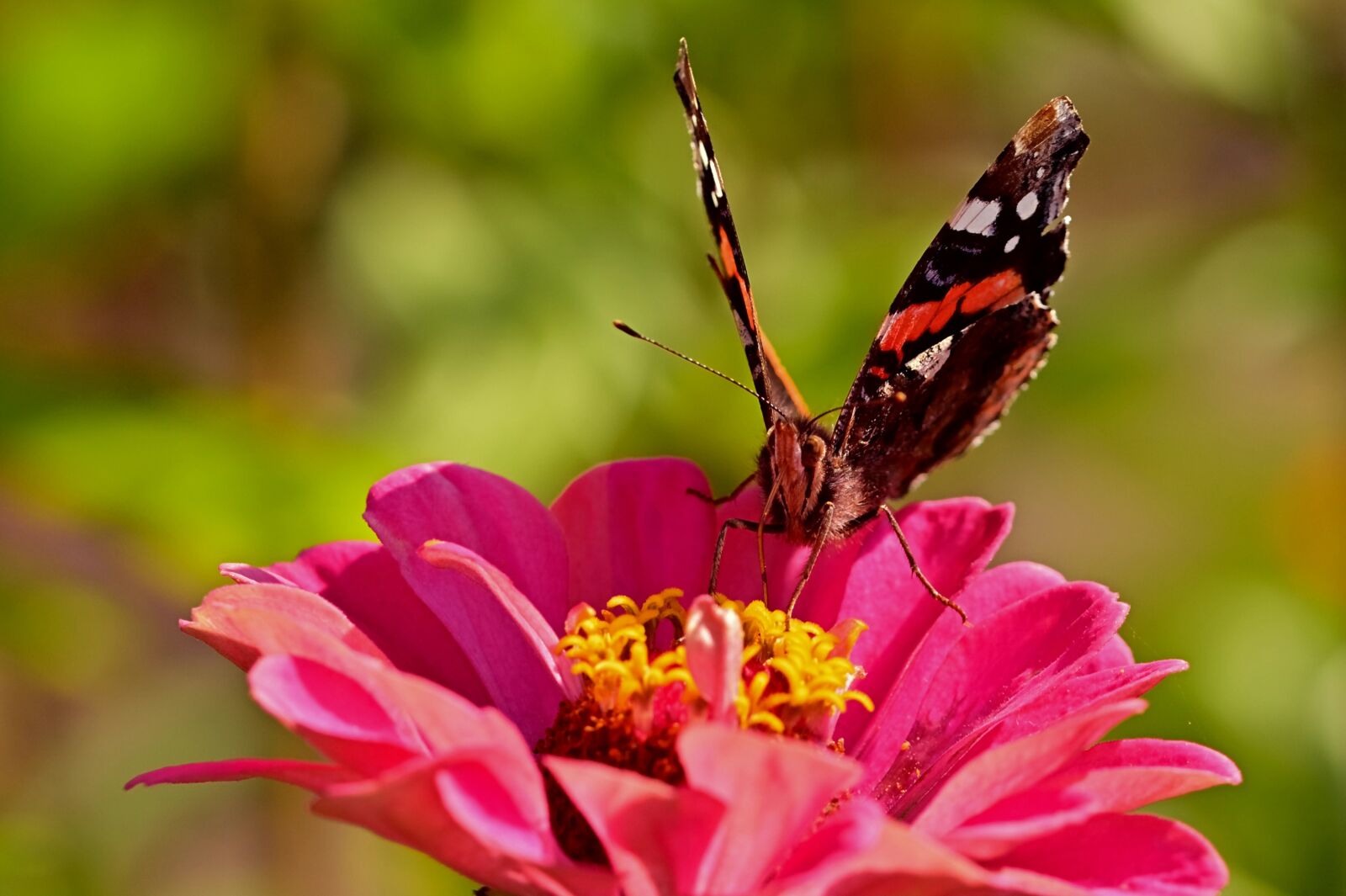 Nikon D5200 sample photo. Butterfly, admiral, blossom photography