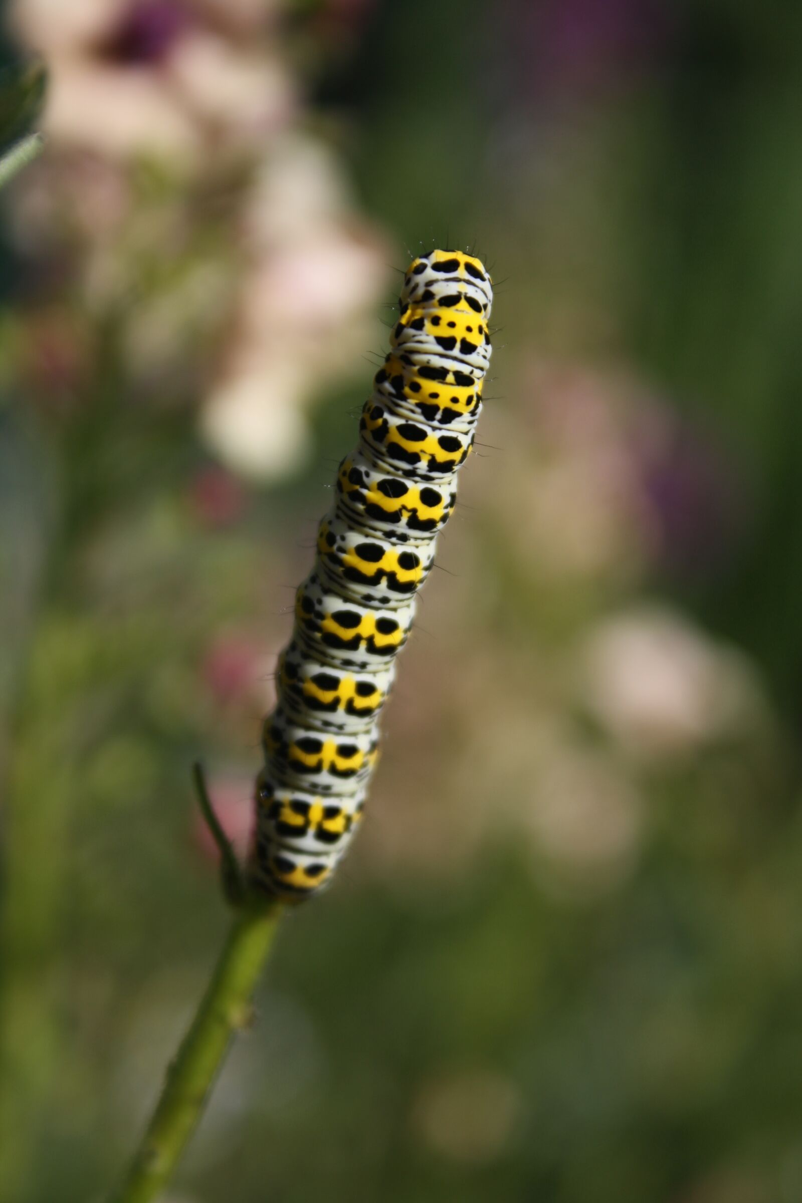 Canon EOS 1000D (EOS Digital Rebel XS / EOS Kiss F) sample photo. Caterpillar, nature, yellow and photography