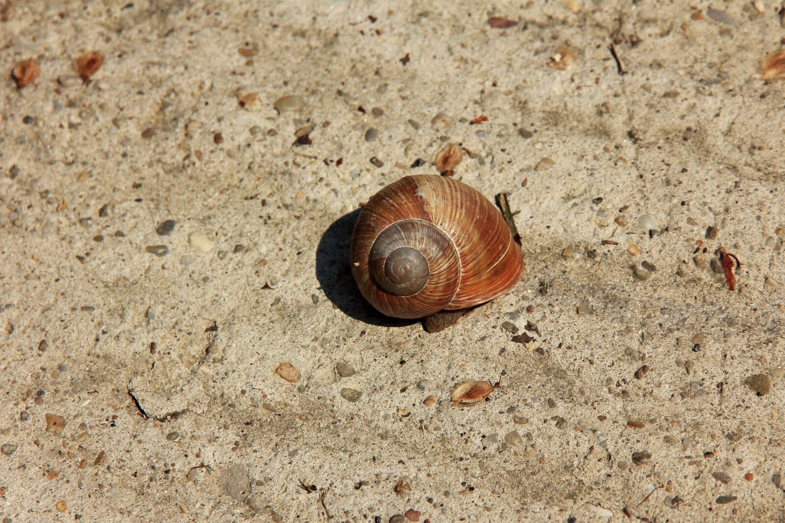 Canon EOS 550D (EOS Rebel T2i / EOS Kiss X4) sample photo. Snail, conch, sand photography