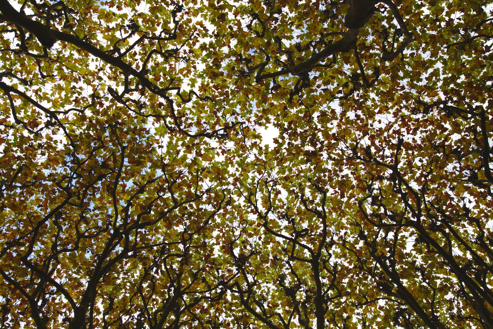 Canon EOS 6D + Canon EF 24-105mm F4L IS USM sample photo. Maple, autumn, sky photography
