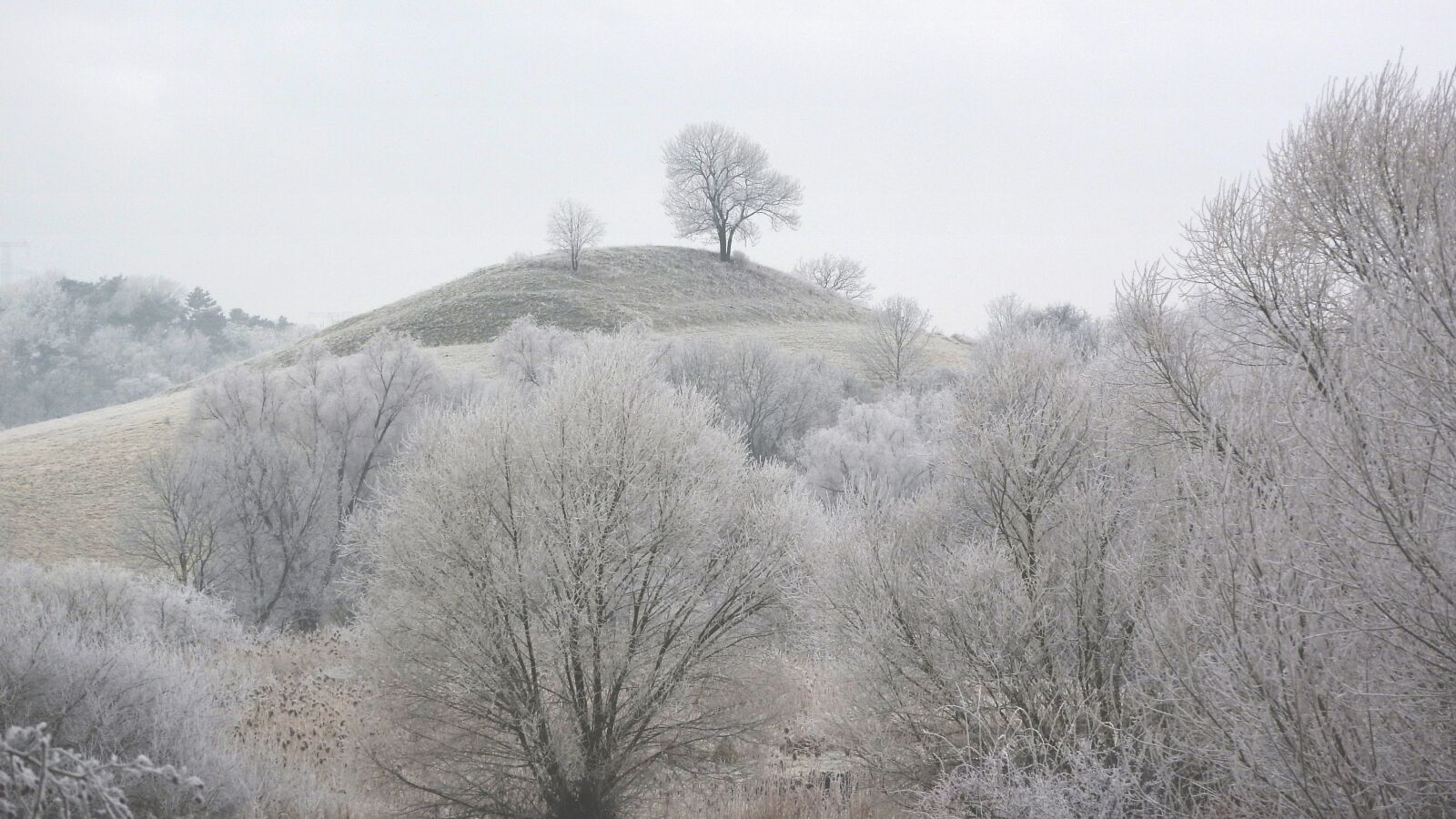 Nikon Coolpix P610 sample photo. Frozen landscape, frost, nature photography