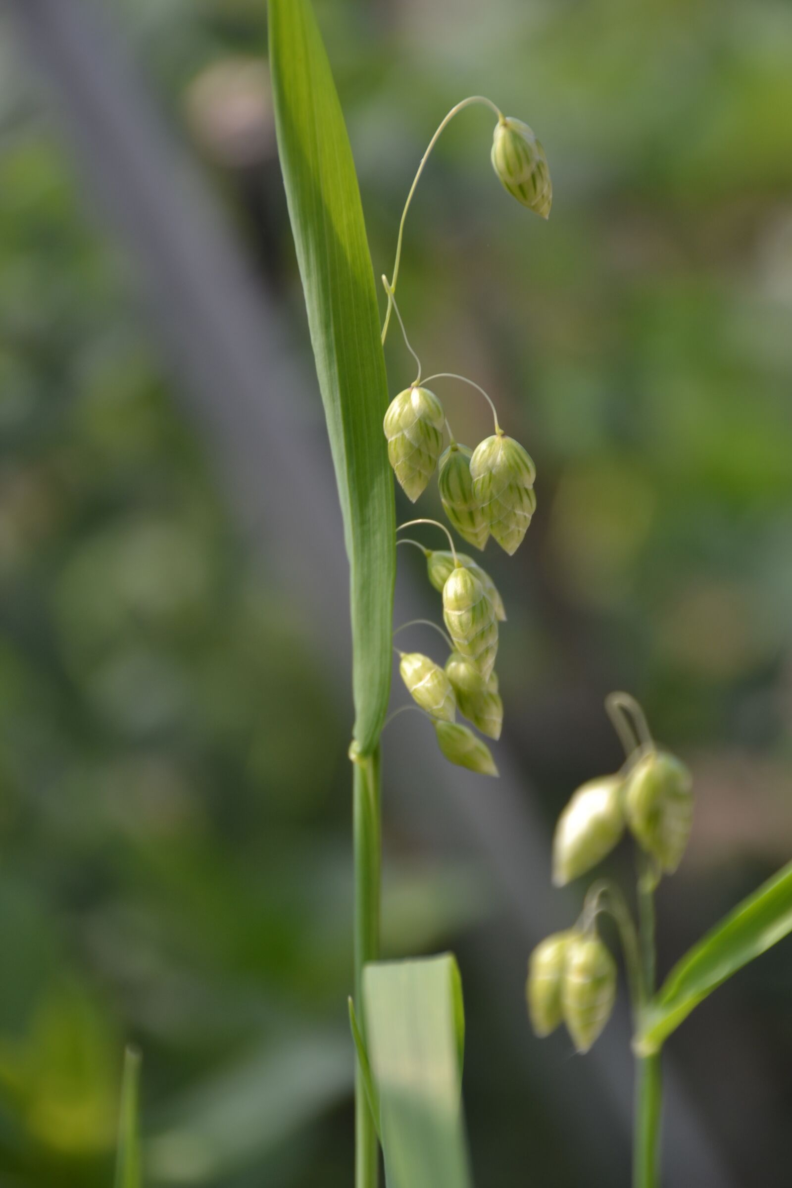 Nikon D3100 sample photo. Grass, plant, garden photography