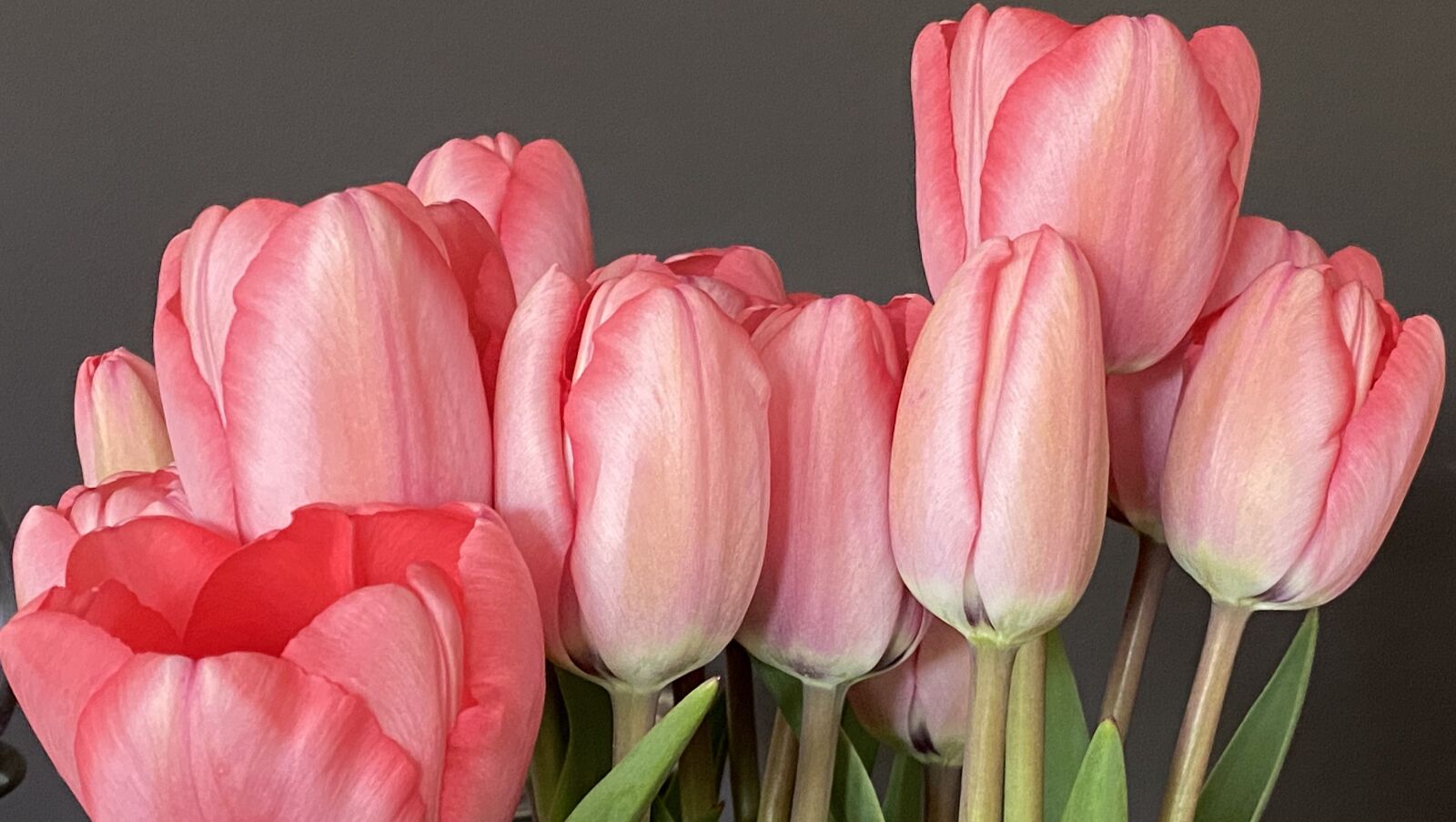 Apple iPhone 11 Pro sample photo. Tulips, flowers, spring photography