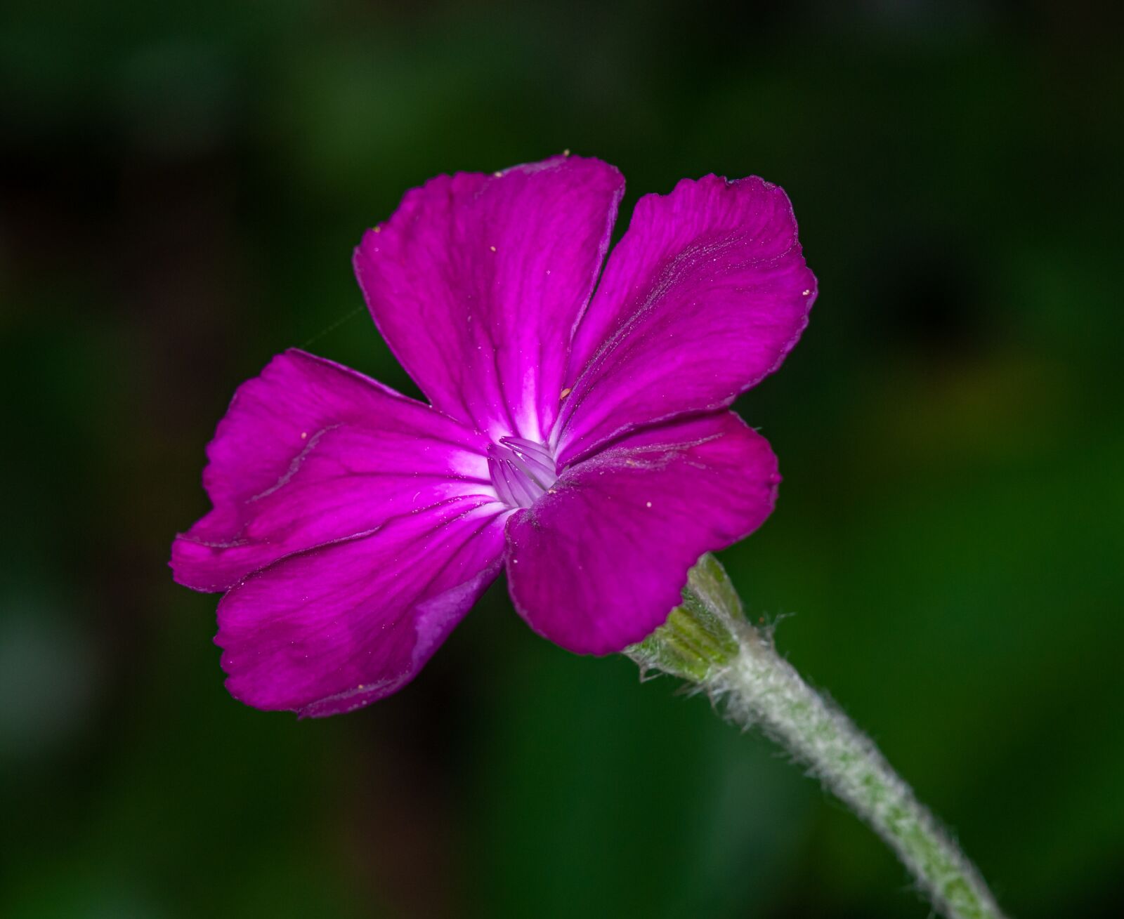 Nikon D300 sample photo. Flower, violet, purple photography