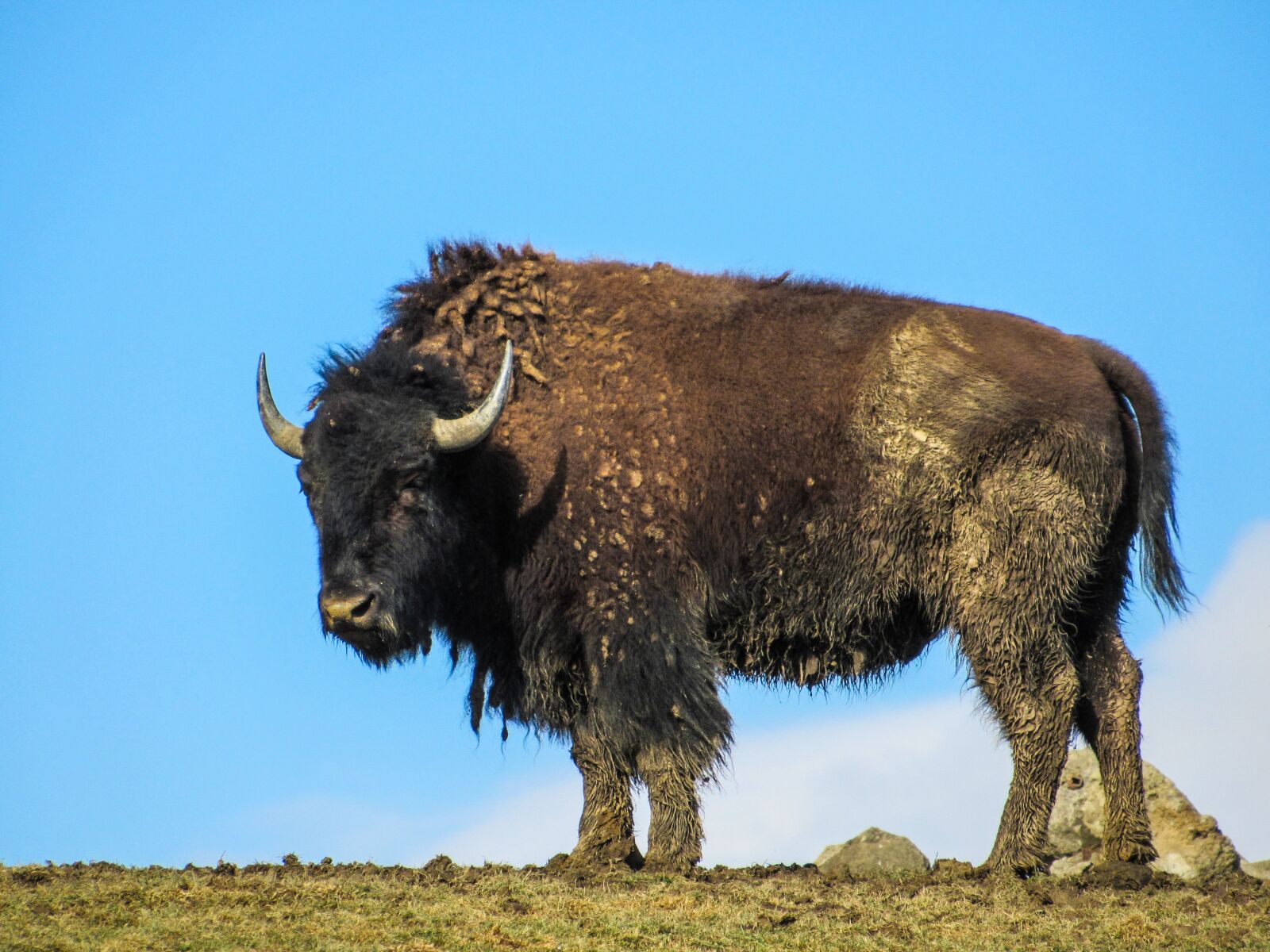 Canon PowerShot SX530 HS sample photo. Buffalo, animal, wild photography