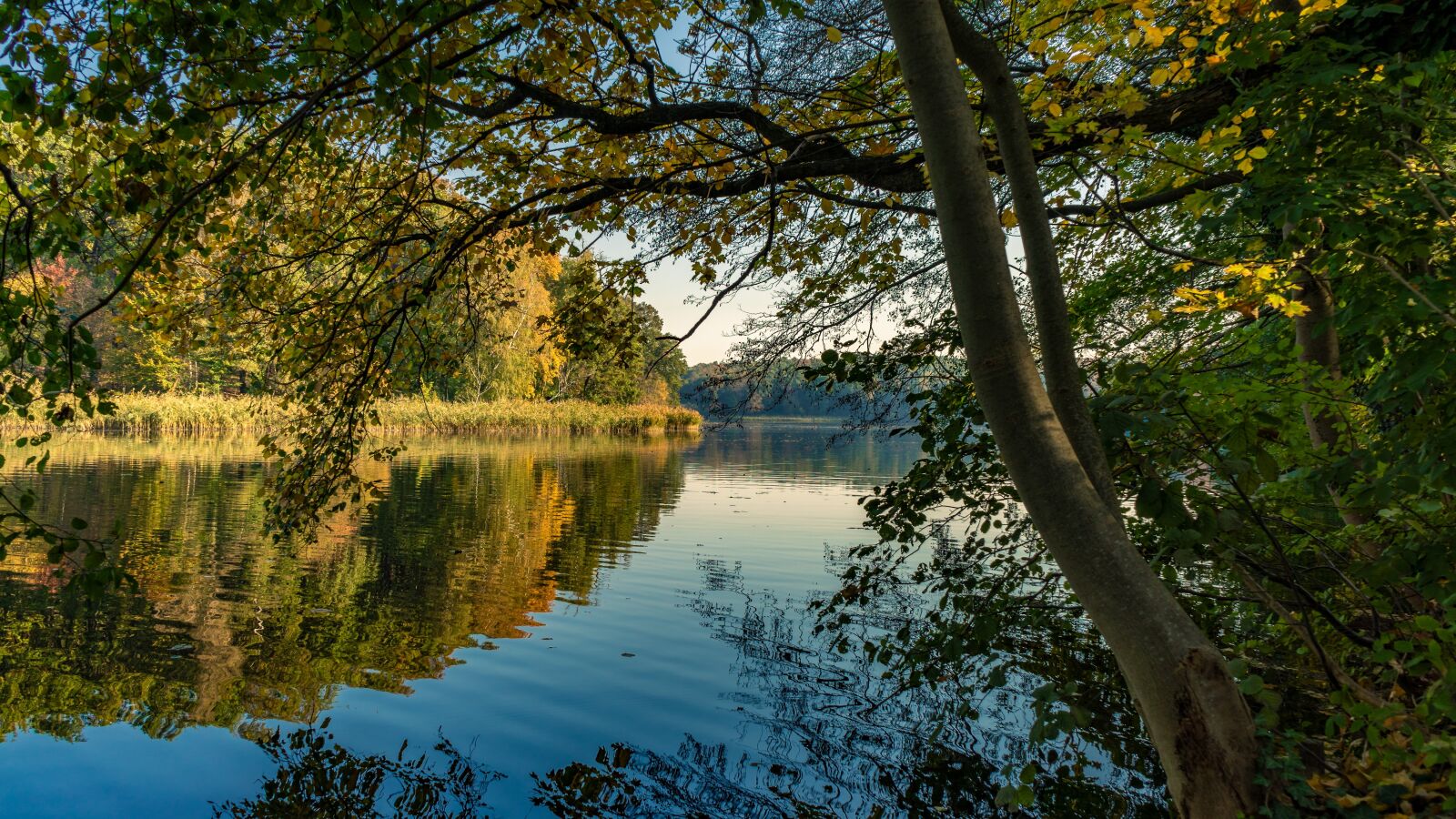 Sony a7 II + Sony FE 28-70mm F3.5-5.6 OSS sample photo. Autumn, leaves, forest photography