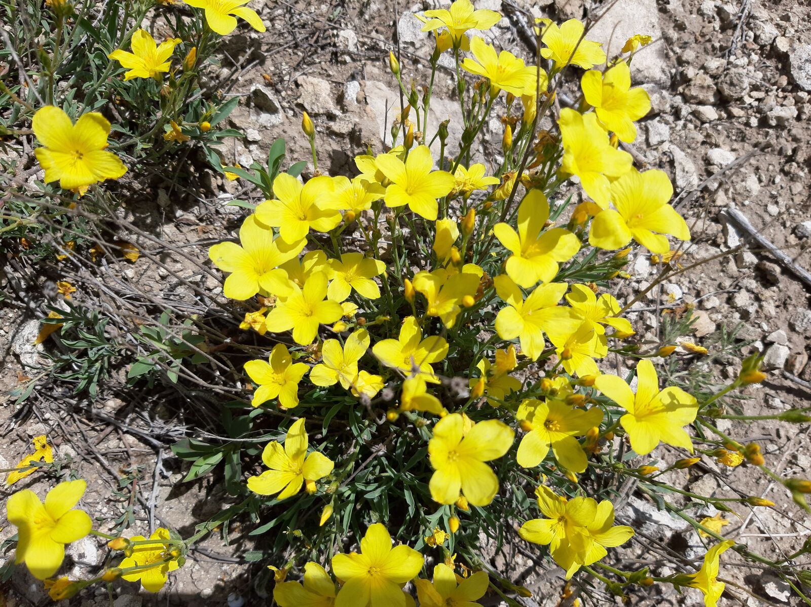 Samsung Galaxy A50 sample photo. Flowers, summer, nature photography