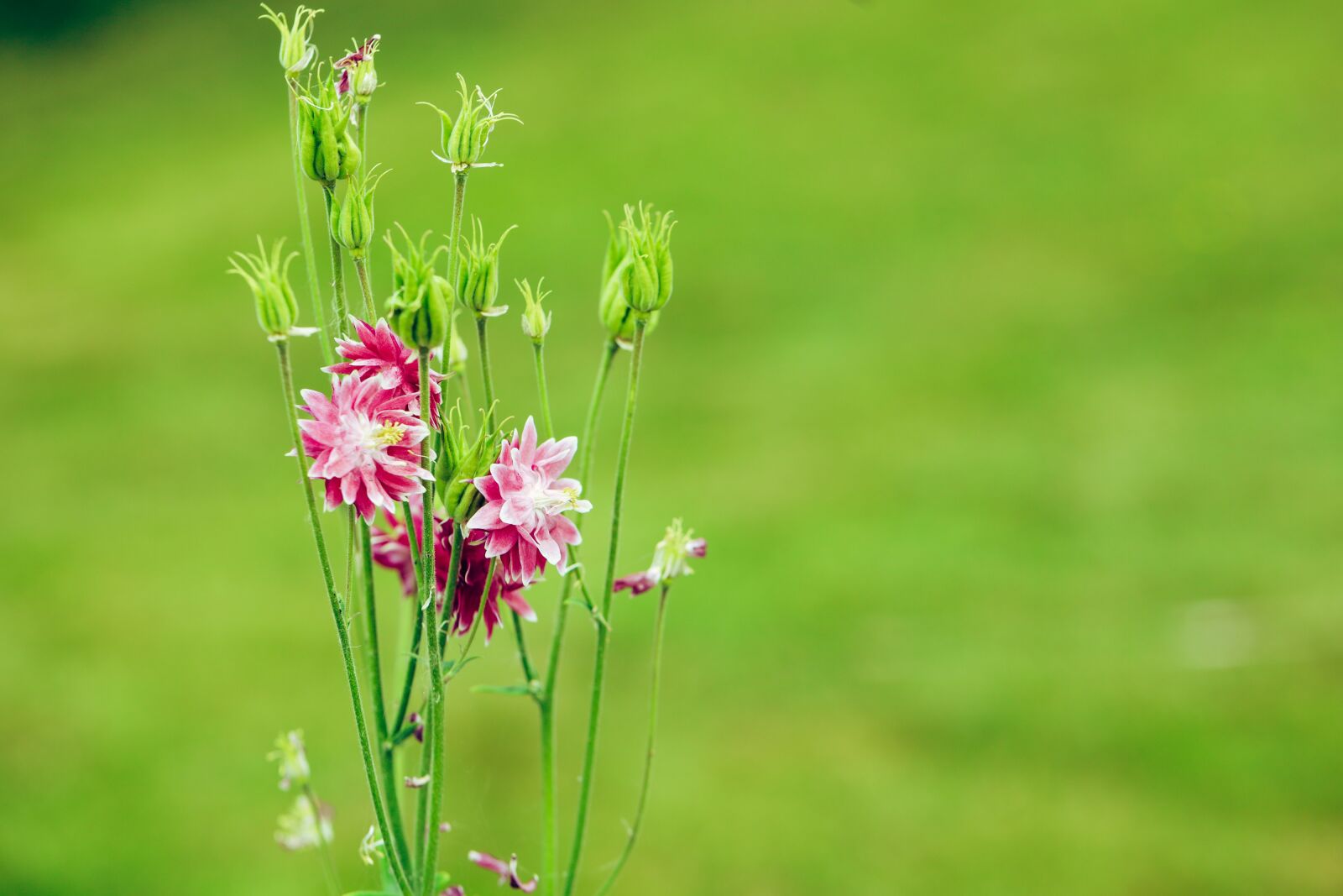 Canon EOS R sample photo. Flower, pink, garden photography