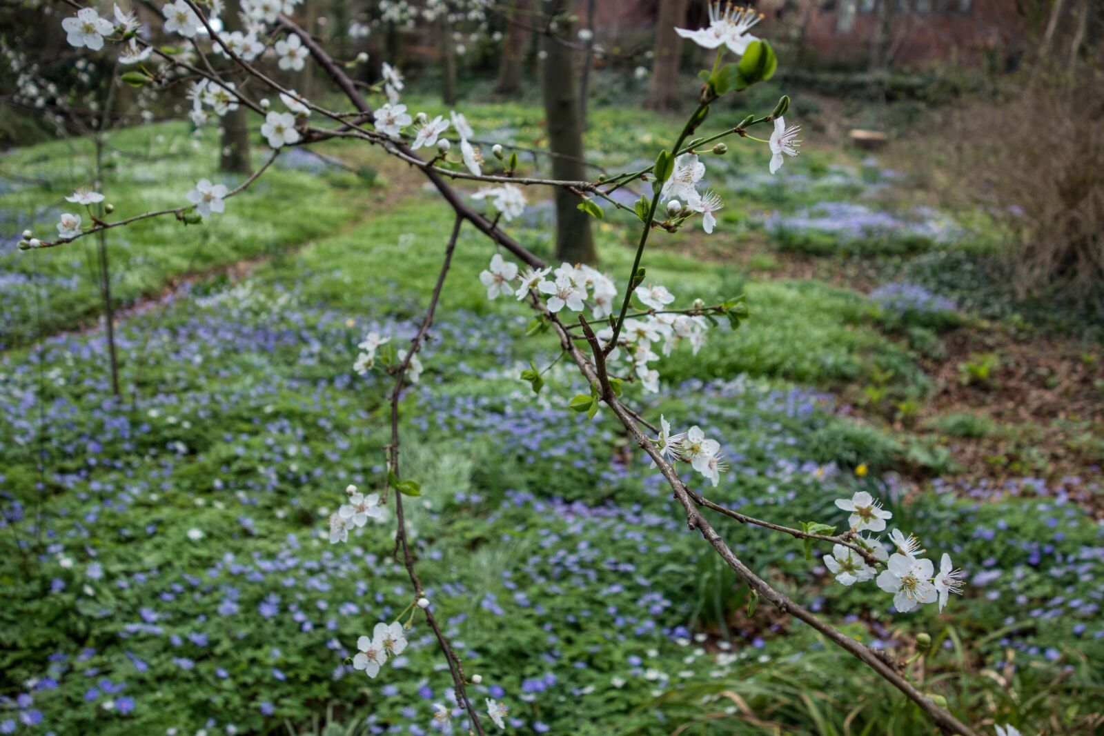Sony Cyber-shot DSC-RX100 sample photo. Spring, blossom, flower photography