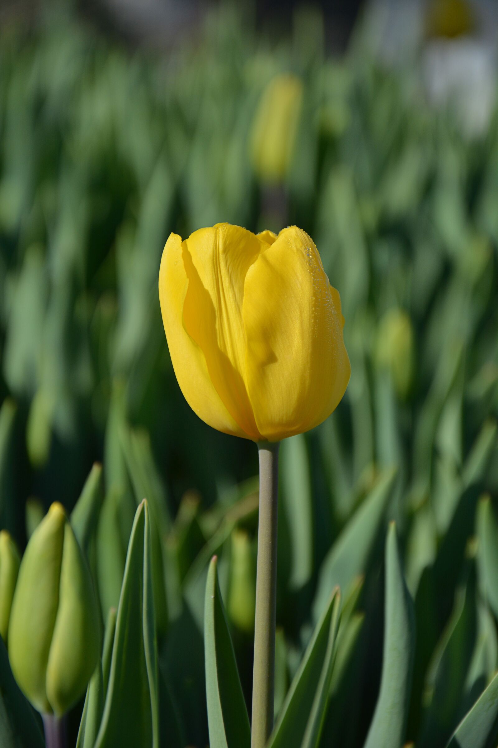 Nikon D7100 sample photo. Tulips, red, macro photography
