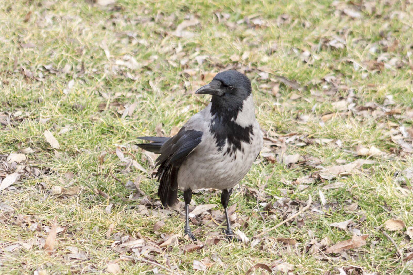 Canon EF75-300mm f/4-5.6 sample photo. Hooded crow, crow, bird photography