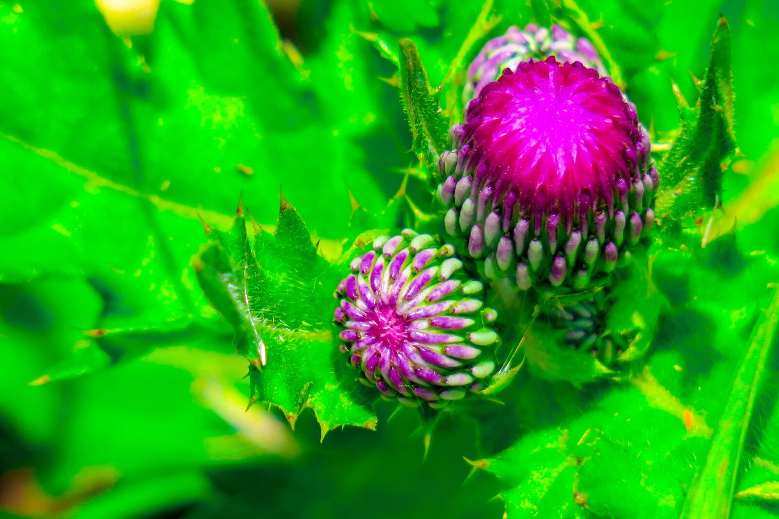 Canon PowerShot G3 X sample photo. Mountain thistle, xie, plant photography