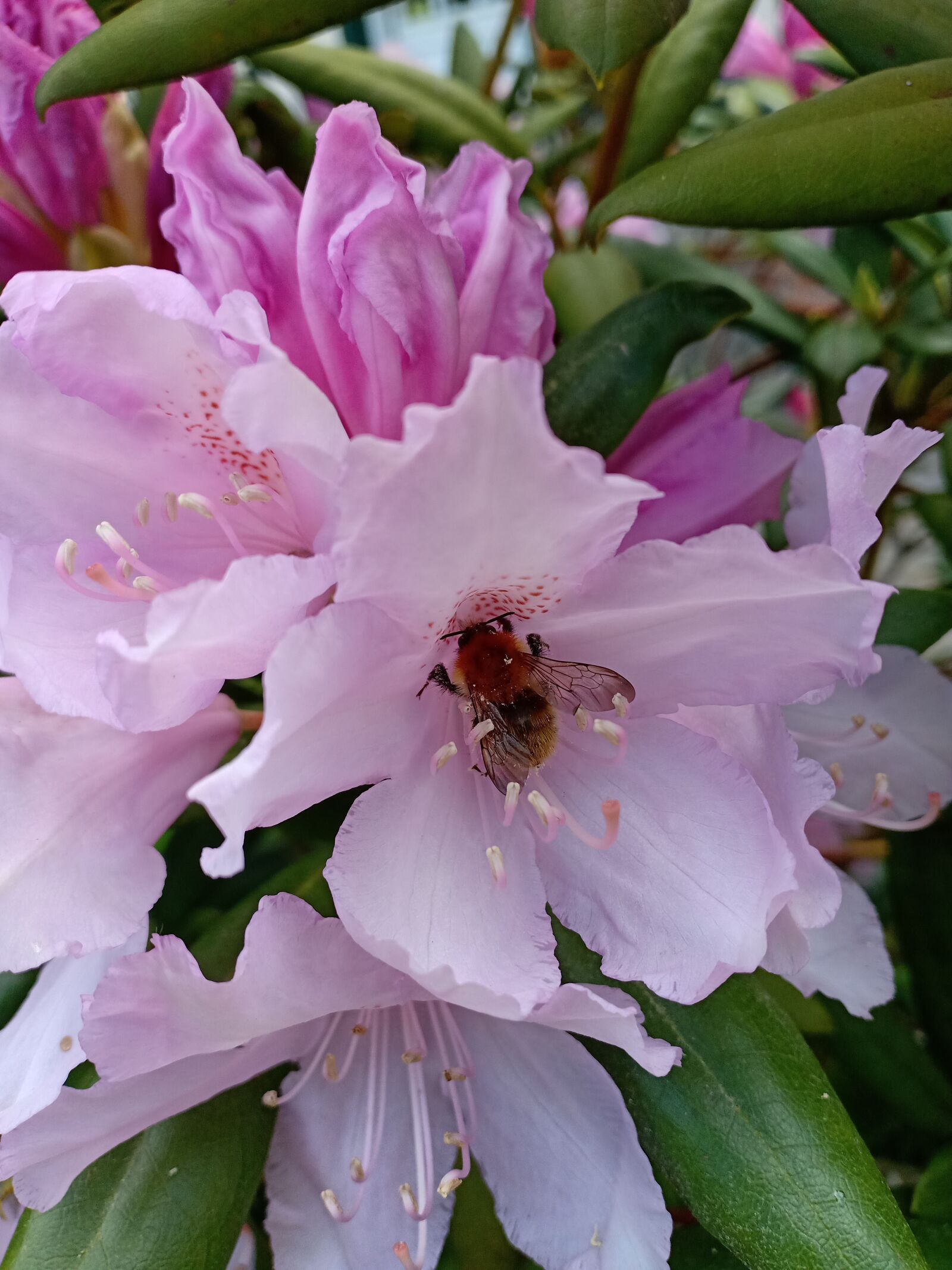 OPPO F7 sample photo. Rhododendron, flower, pink photography