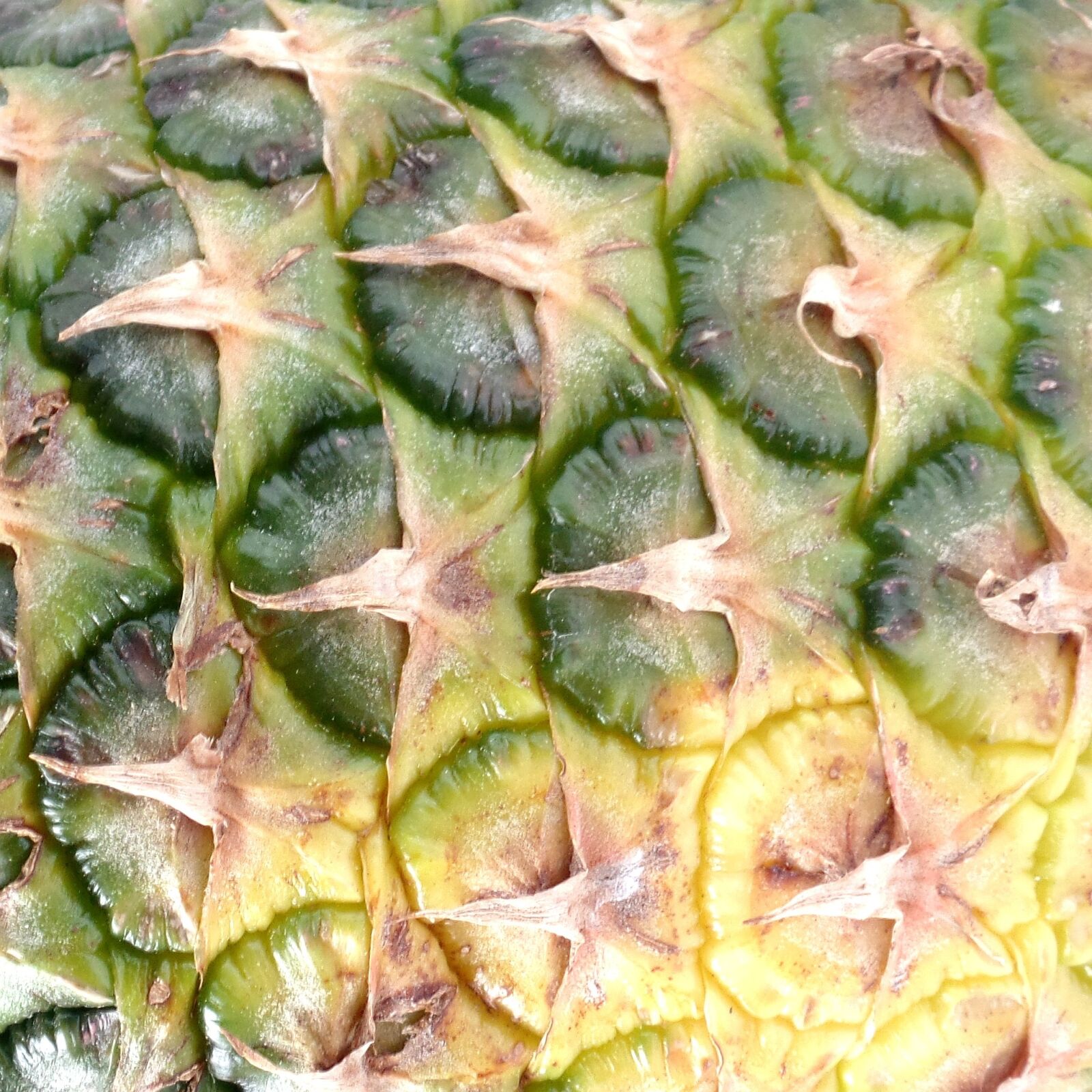 Samsung WB350F/WB351F/WB352F sample photo. Pineapple, fruit, young pineapple photography
