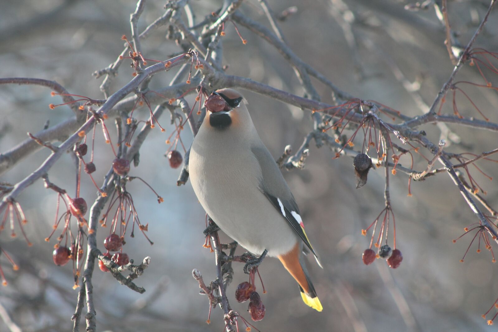 Canon EOS 1100D (EOS Rebel T3 / EOS Kiss X50) sample photo. Bird, tree, eat photography