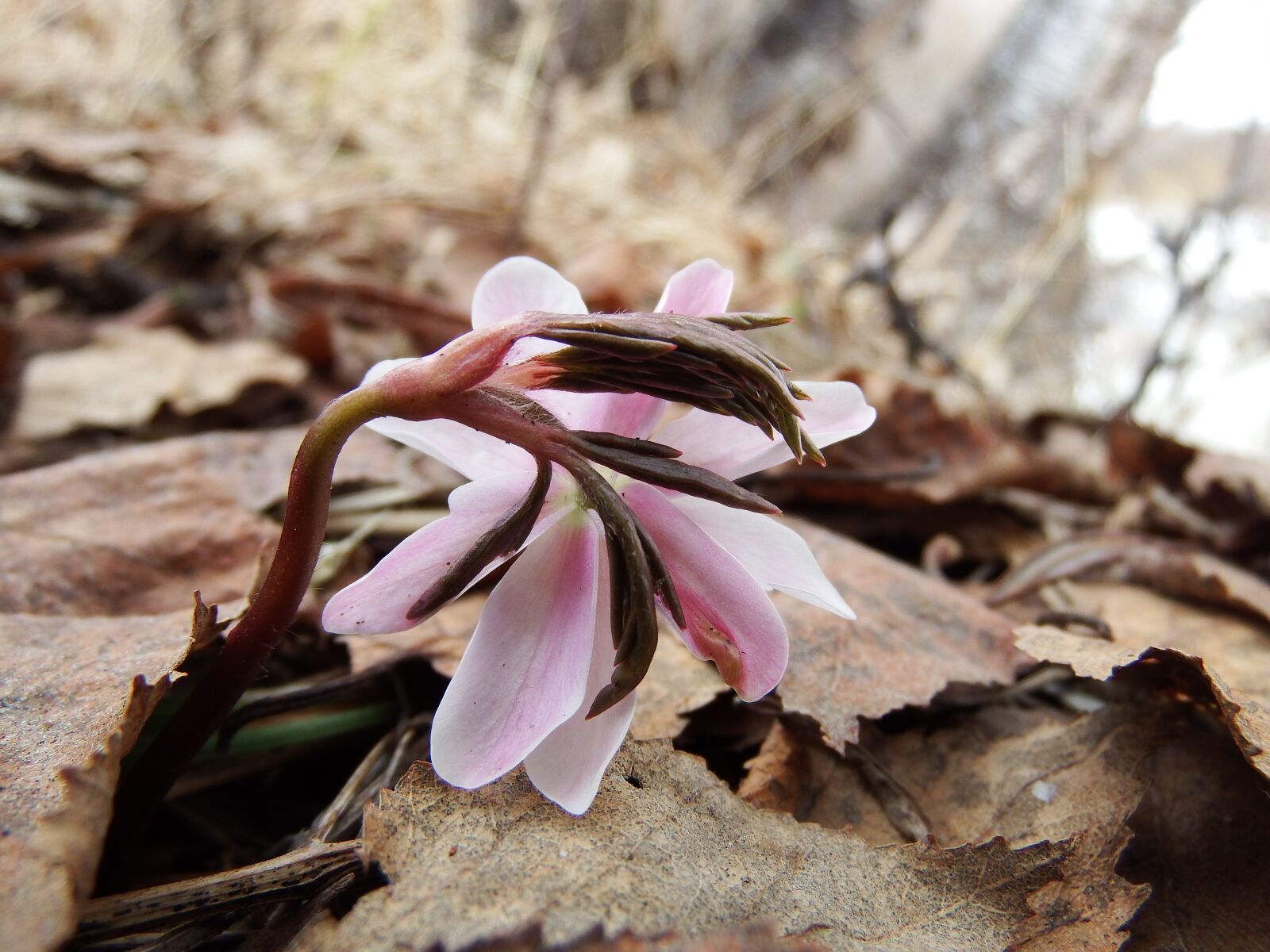 Fujifilm FinePix S1 sample photo. Primula, snowdrop, anemone amur photography