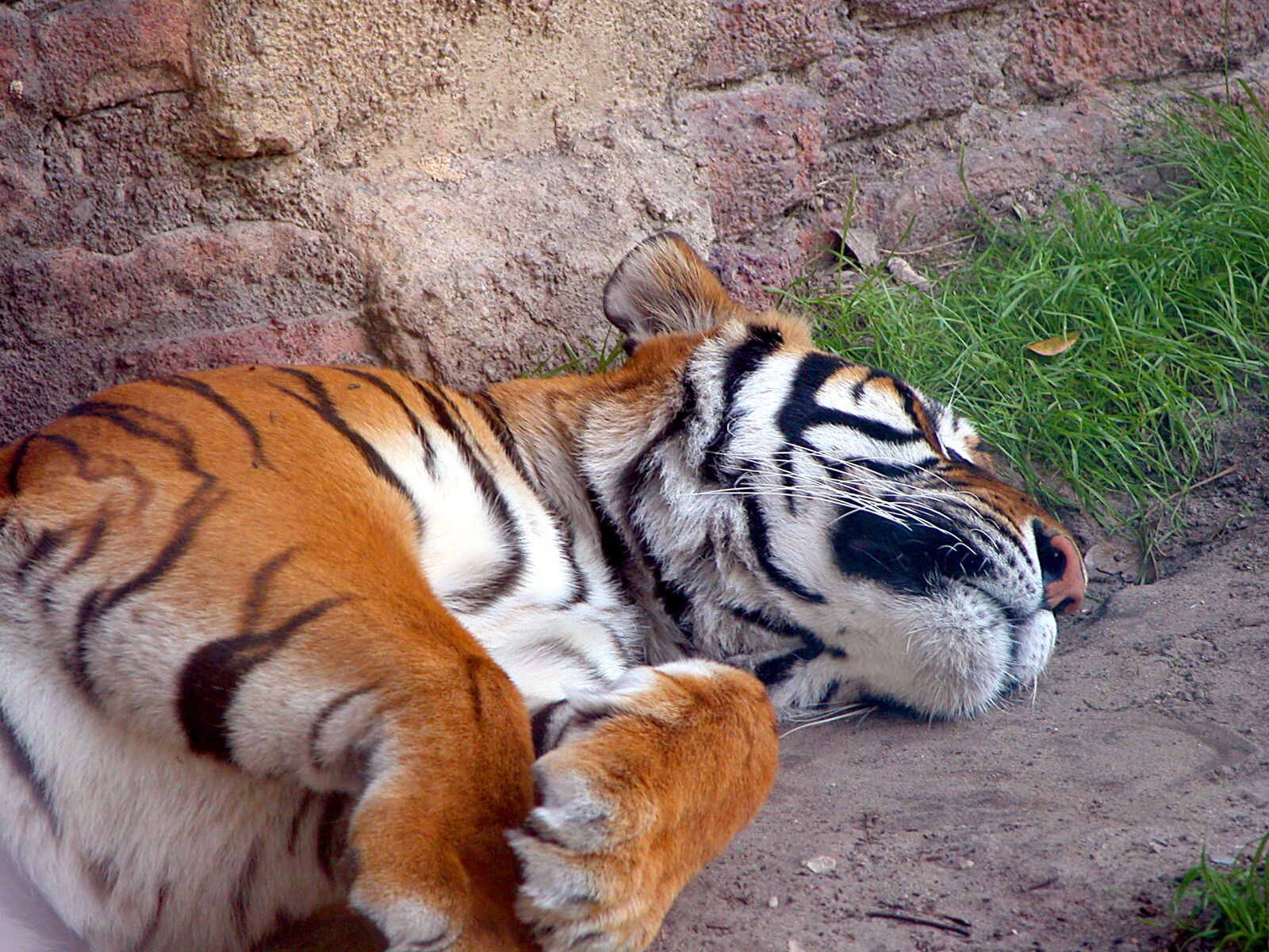 Nikon E5700 sample photo. Tiger, large cat, wildlife photography
