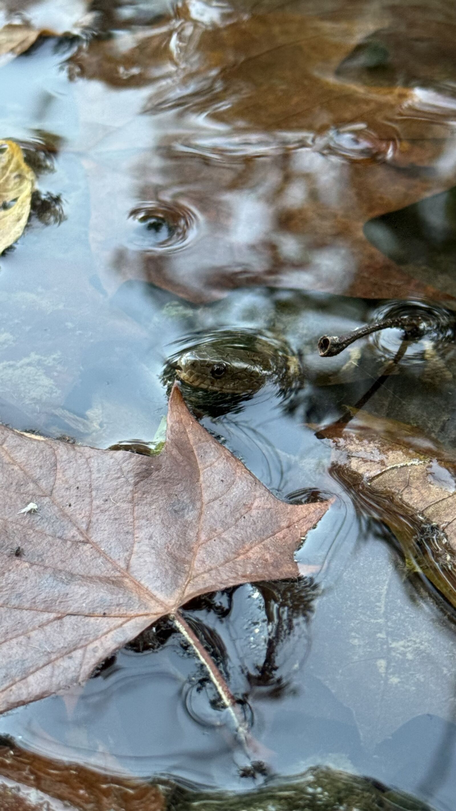 Apple iPhone 15 Pro sample photo