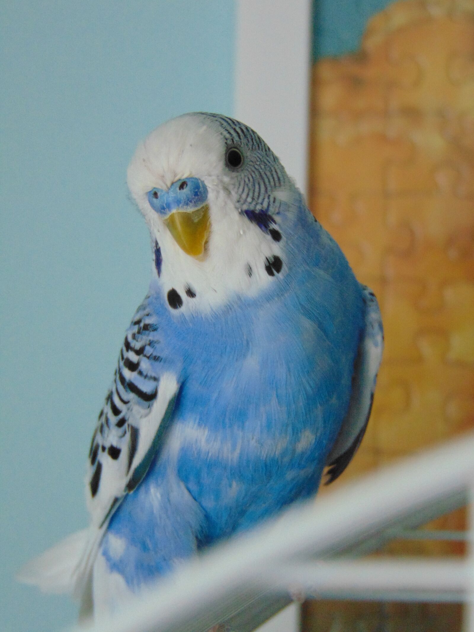 Sony Cyber-shot DSC-H300 sample photo. Wavy parrot, parrot, bird photography
